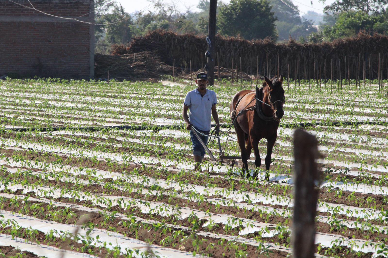 $!Inicia en Rosario preparación de tierra para temporada de hortalizas