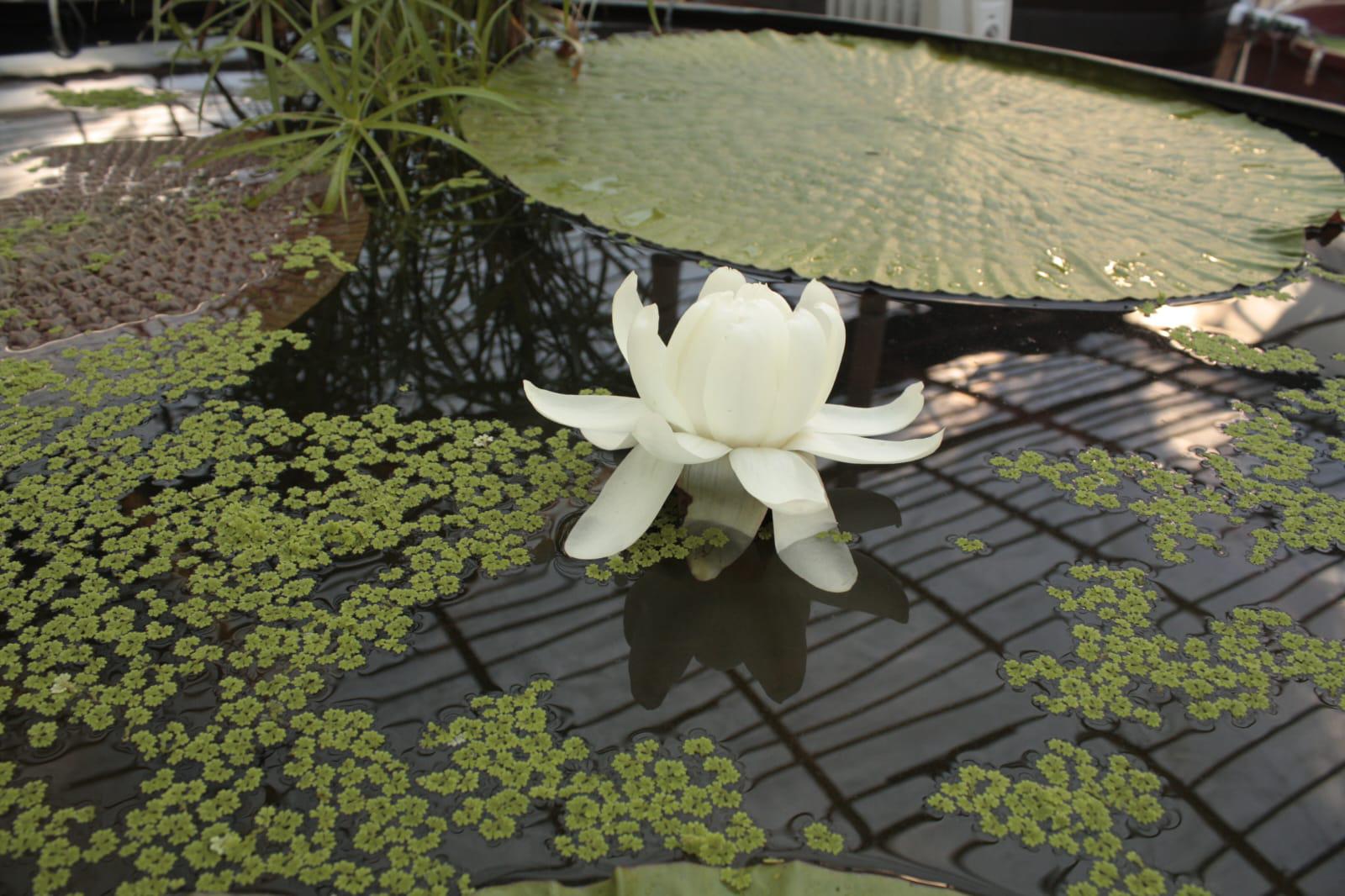 $!Exhíbe Jardín Botánico la planta acuática más grande del mundo