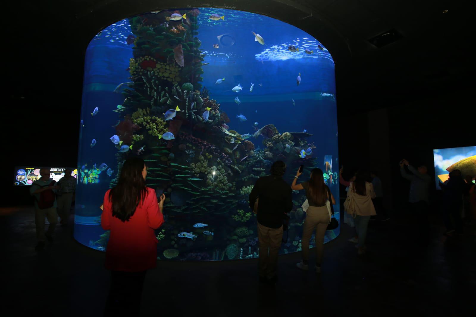 $!Inauguran el Gran Acuario Mazatlán Mar de Cortés, el más grande de América Latina