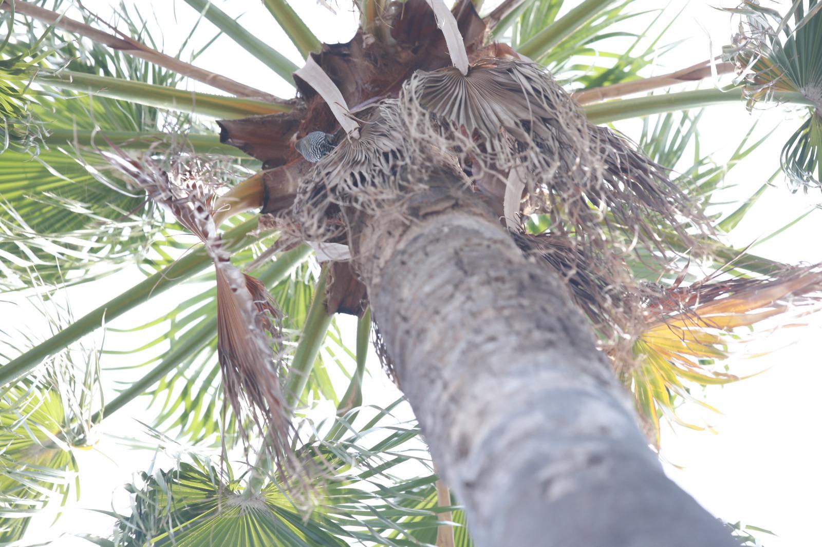 $!Palmeras en Mazatlán, ¿un atractivo o un peligro?