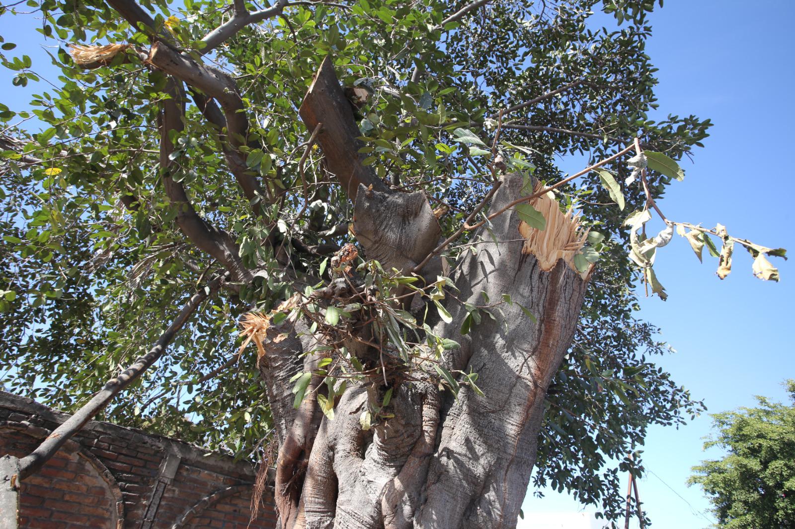 $!Podan árbol con muchos años de antigüedad en la Ejército Mexicano; se aplicará todo el peso de la ley: Ecología