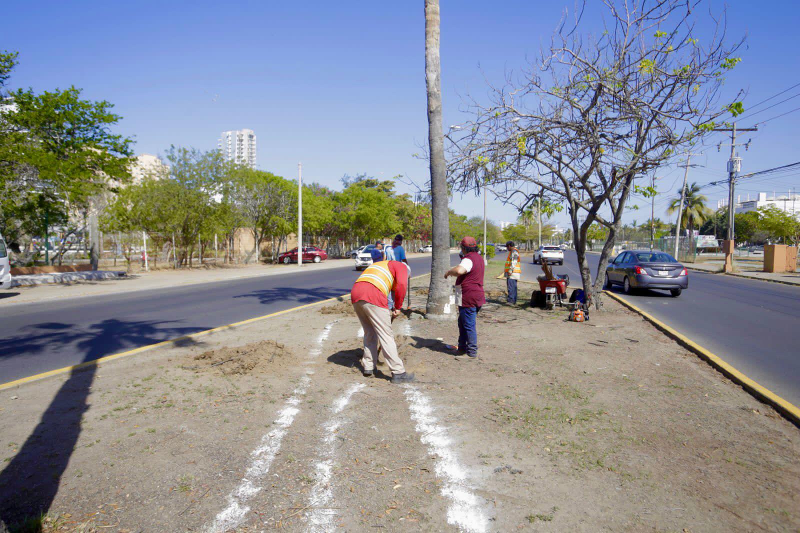 $!Plantan arbolitos en camellón central de la Avenida Leonismo en Mazatlán