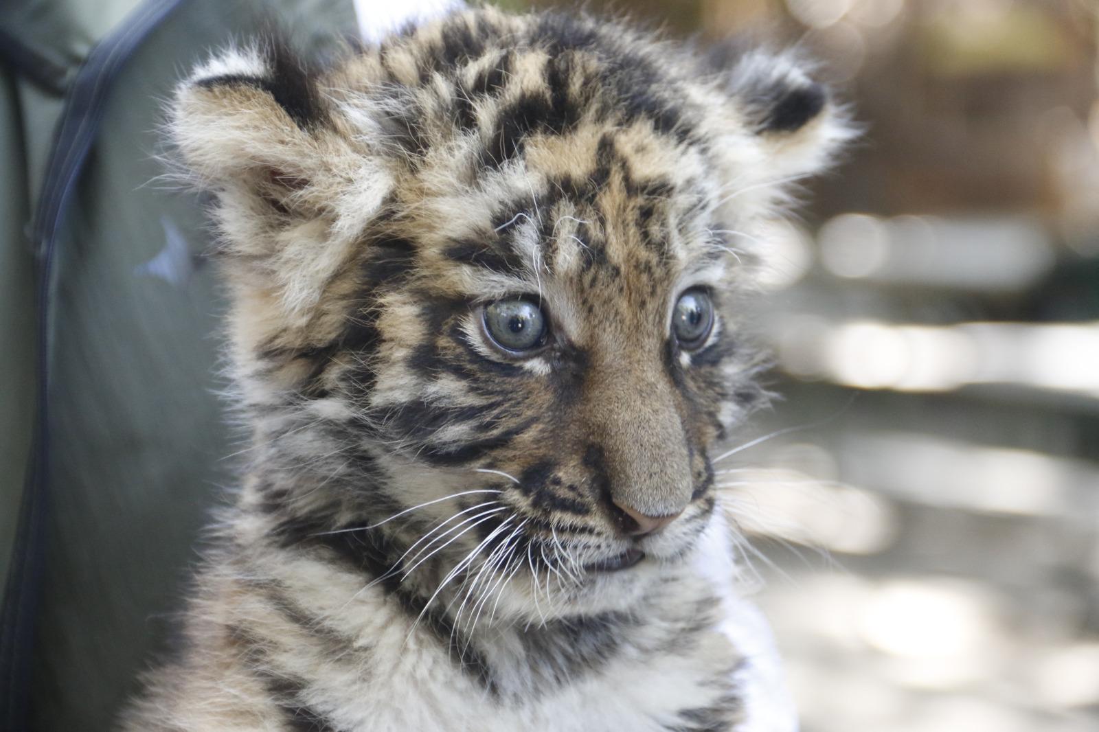 $!Nace tigre de bengala en el Zoológico de Culiacán; ahora buscan darle un nombre