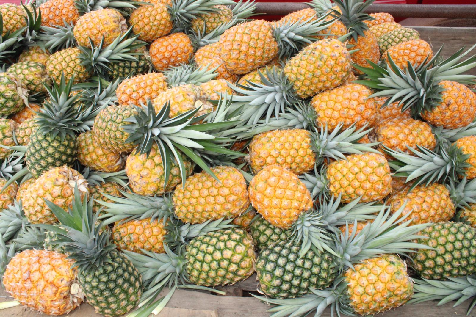 $!Ángel apuesta por el cultivo de la piña en el valle de Rosario