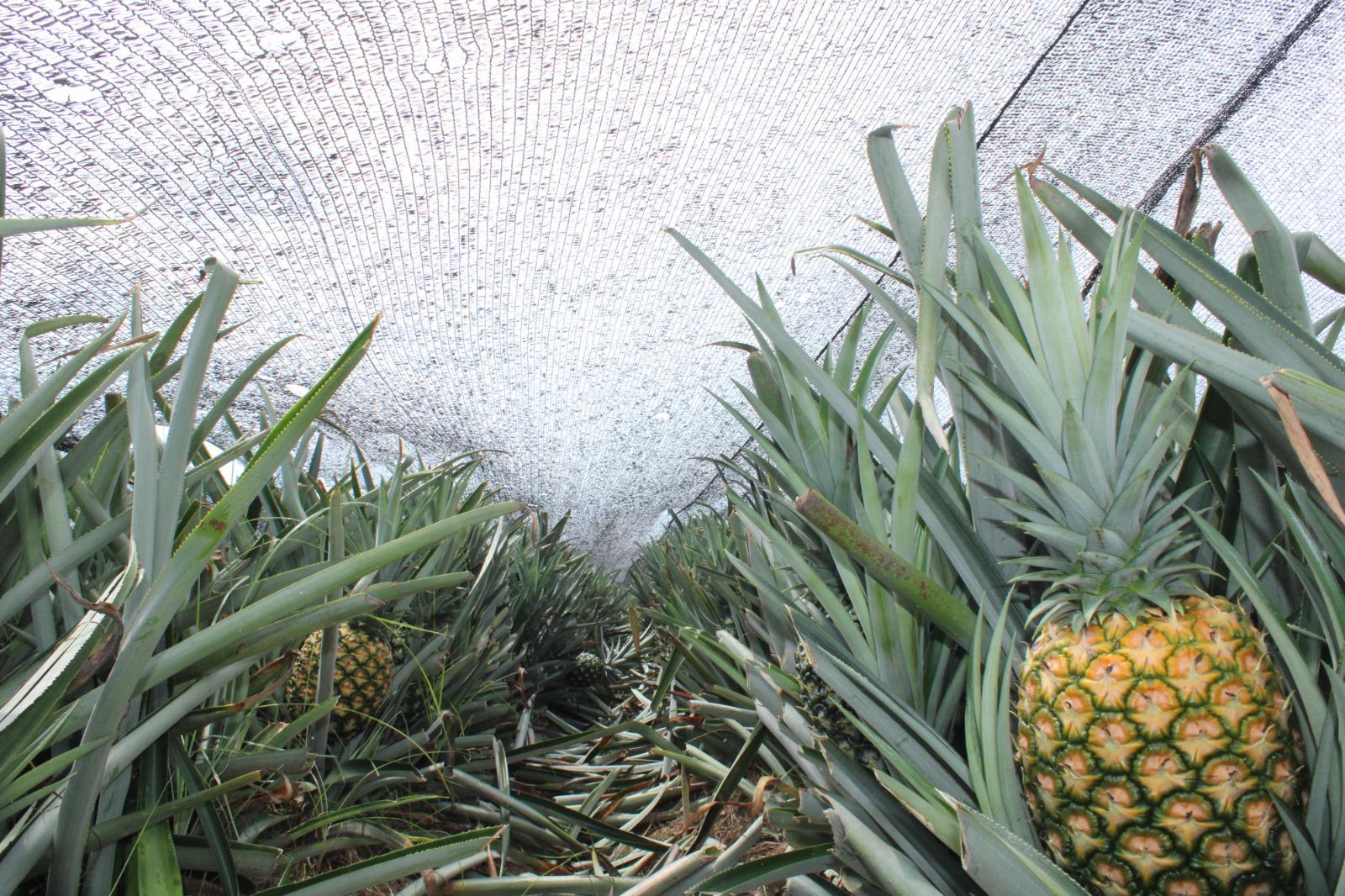 $!Ángel apuesta por el cultivo de la piña en el valle de Rosario