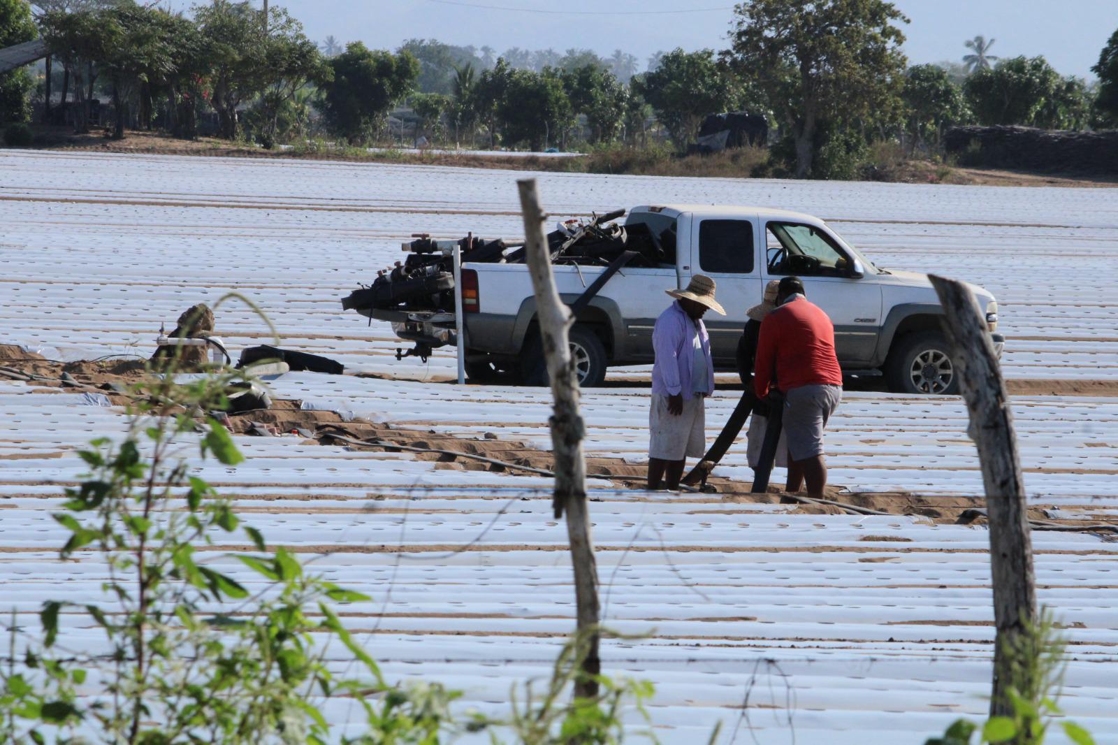 $!Inicia en Rosario preparación de tierra para temporada de hortalizas