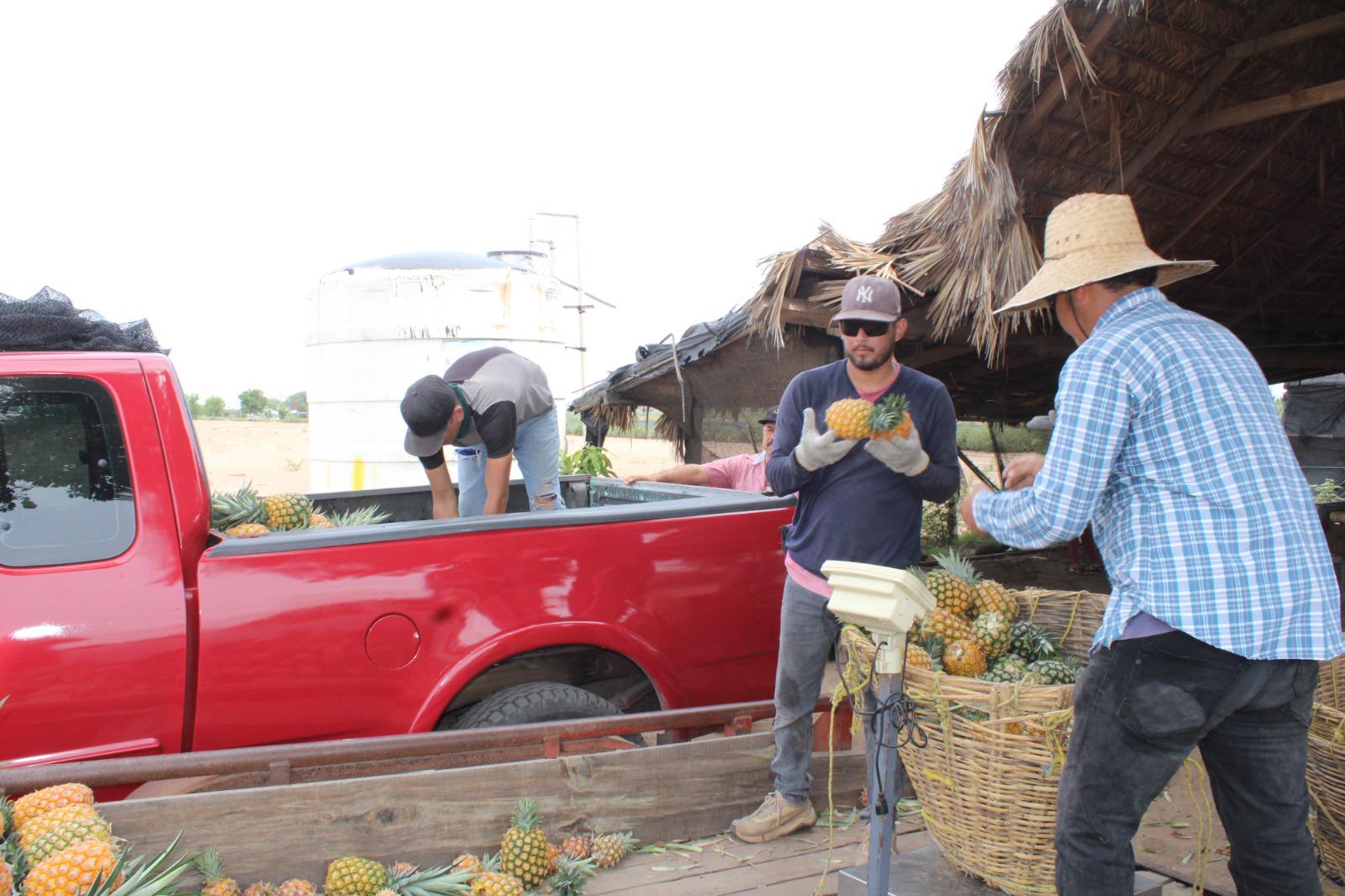 $!Ángel apuesta por el cultivo de la piña en el valle de Rosario