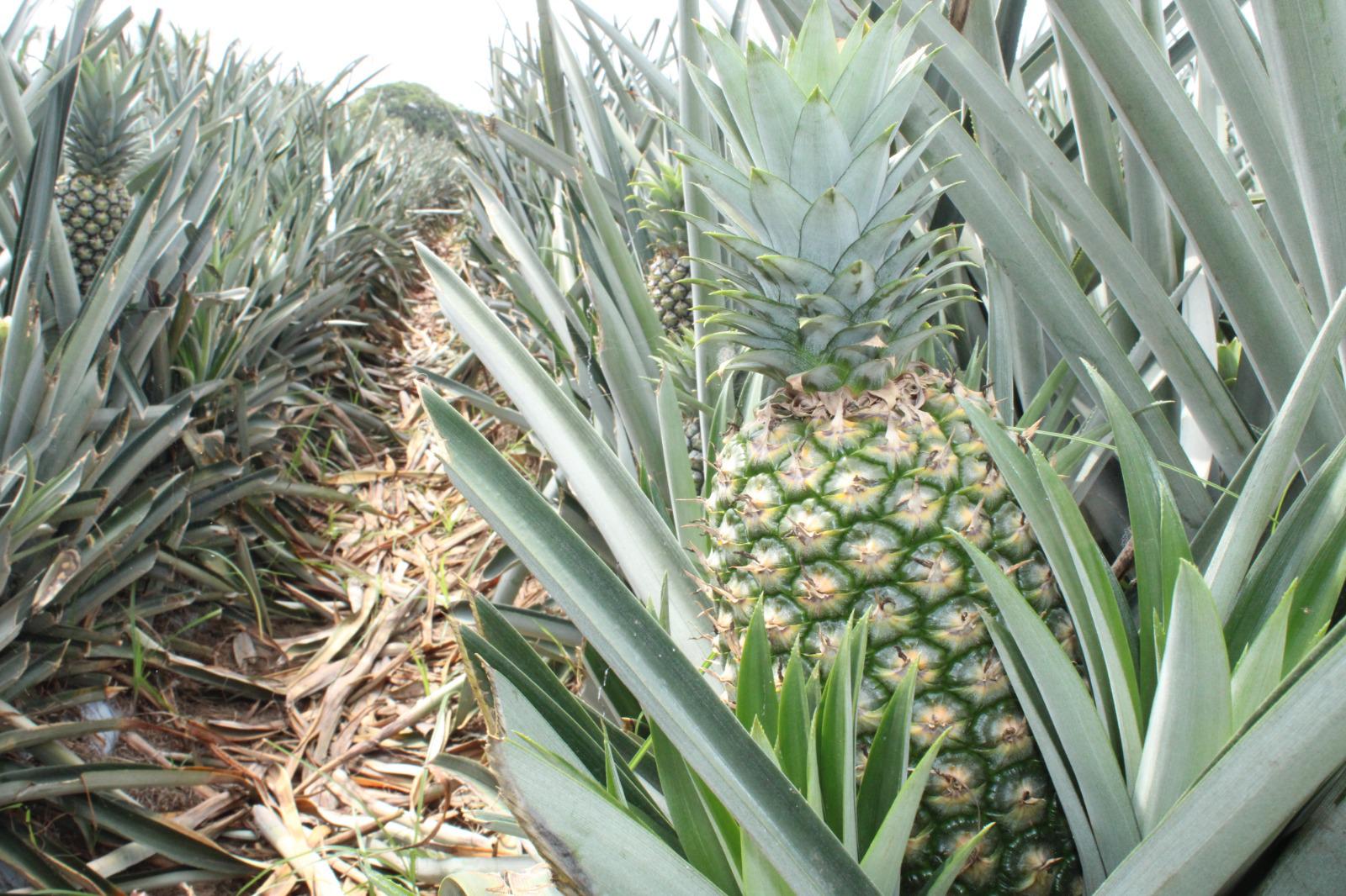 $!Ángel apuesta por el cultivo de la piña en el valle de Rosario