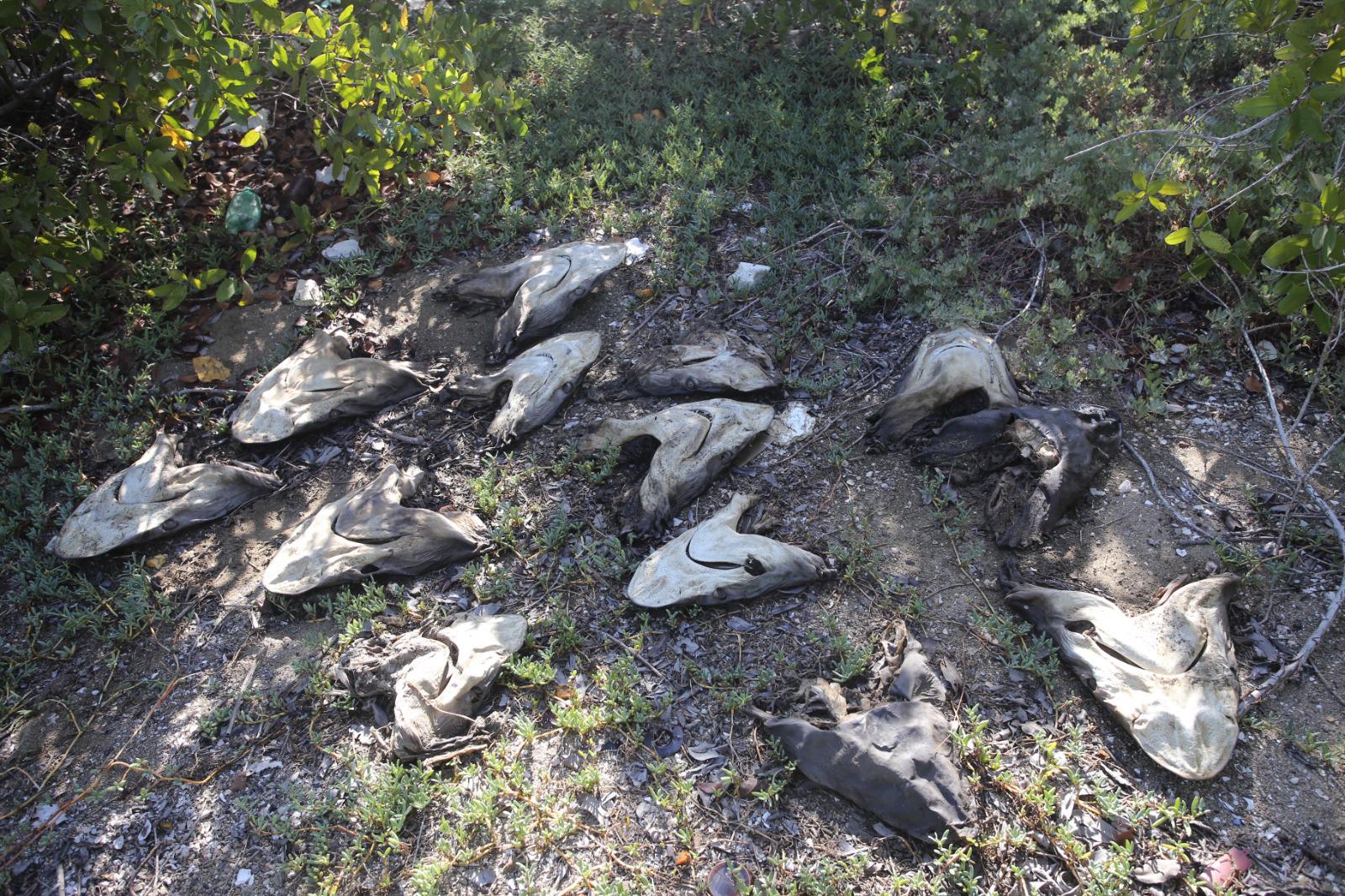 $!Limpian isla cubierta de basura en el canal de navegación, en Mazatlán