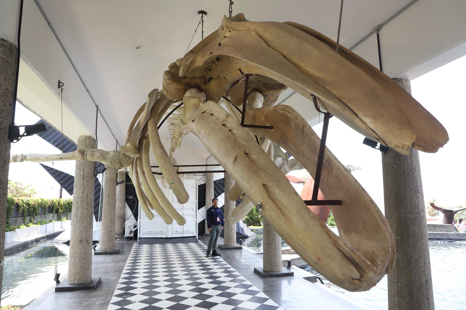 $!Presentan el Museo Nacional de la Ballena en Mazatlán