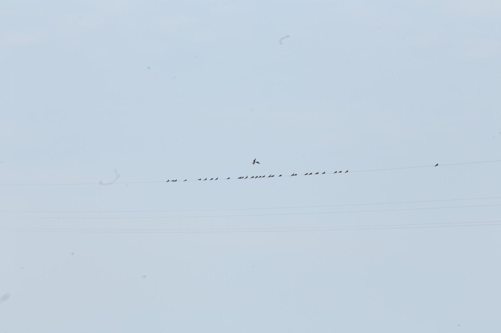 $!Aves ahora tienen otro sitio para descansar y son los cables de la tirolesa