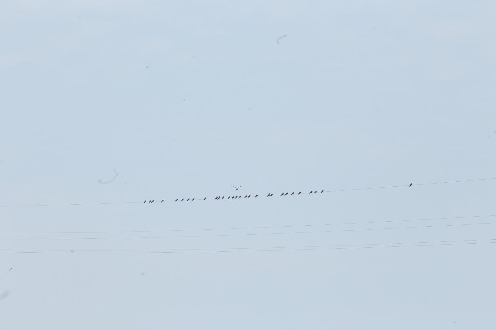 $!Aves ahora tienen otro sitio para descansar y son los cables de la tirolesa