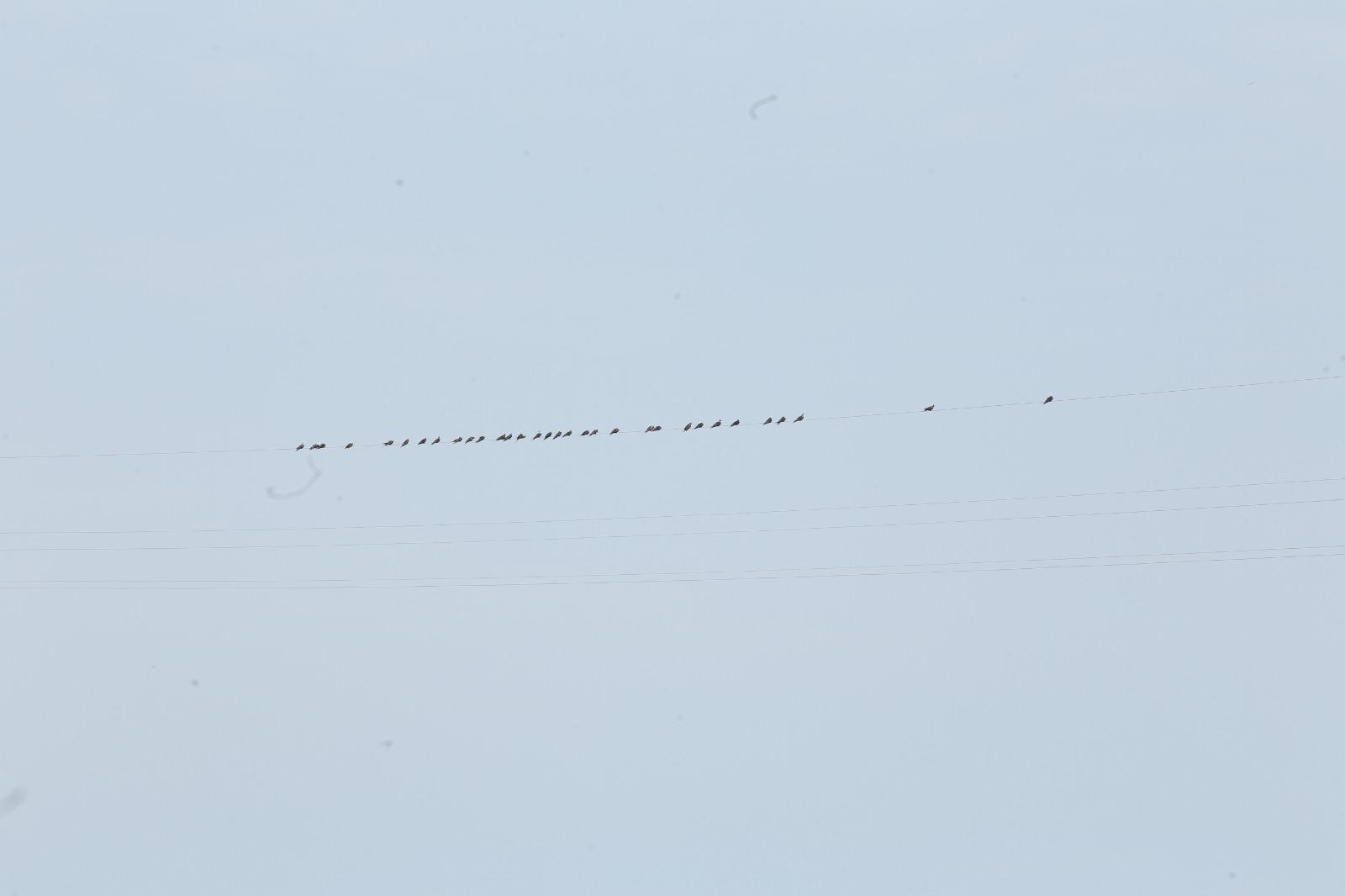 $!Aves ahora tienen otro sitio para descansar y son los cables de la tirolesa