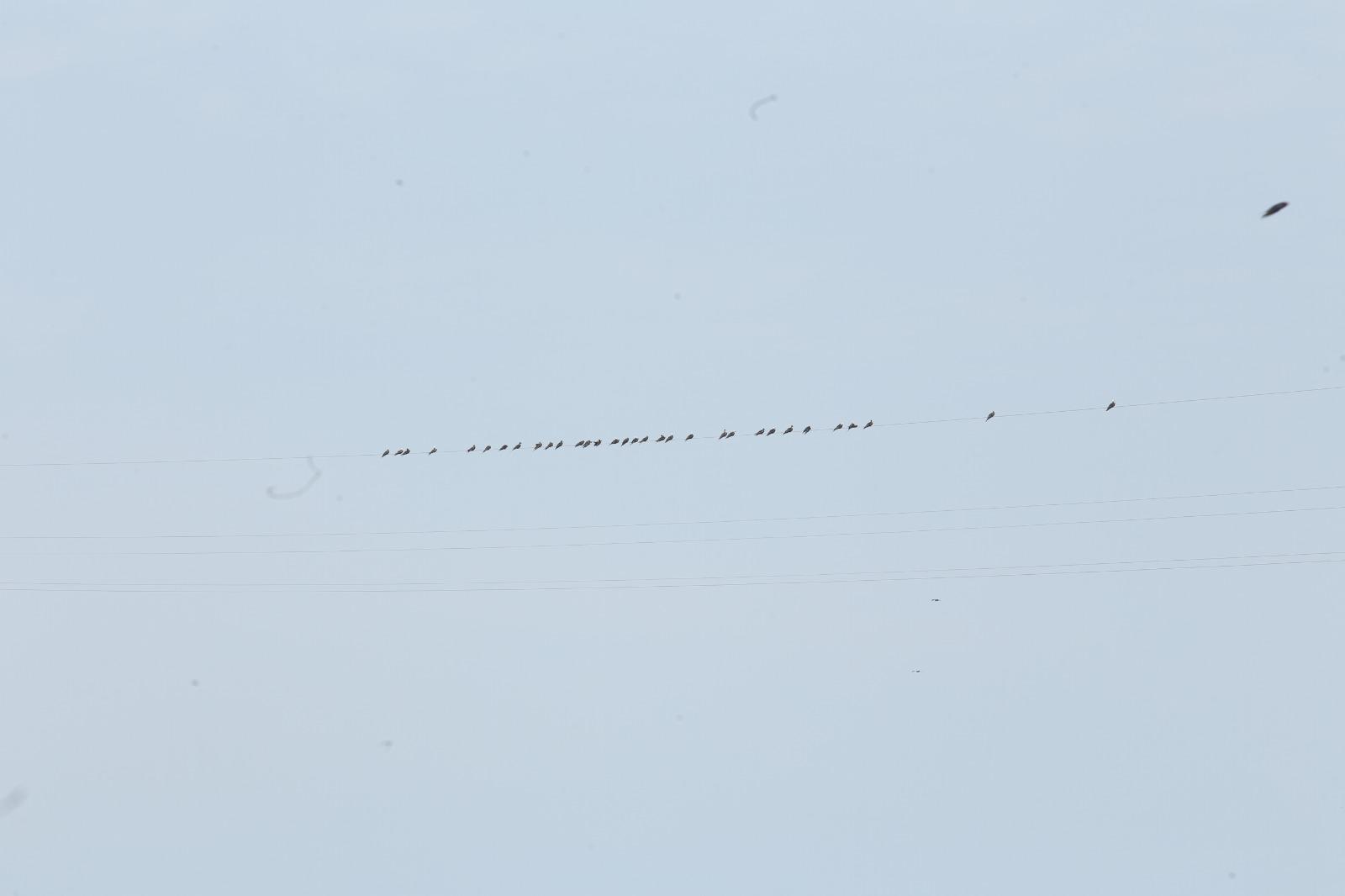 $!Aves ahora tienen otro sitio para descansar y son los cables de la tirolesa