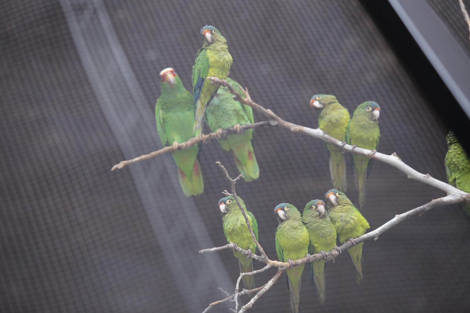 $!Celebran primer año del Gran Acuario Mazatlán Mar de Cortés e inauguran ‘El Nido’