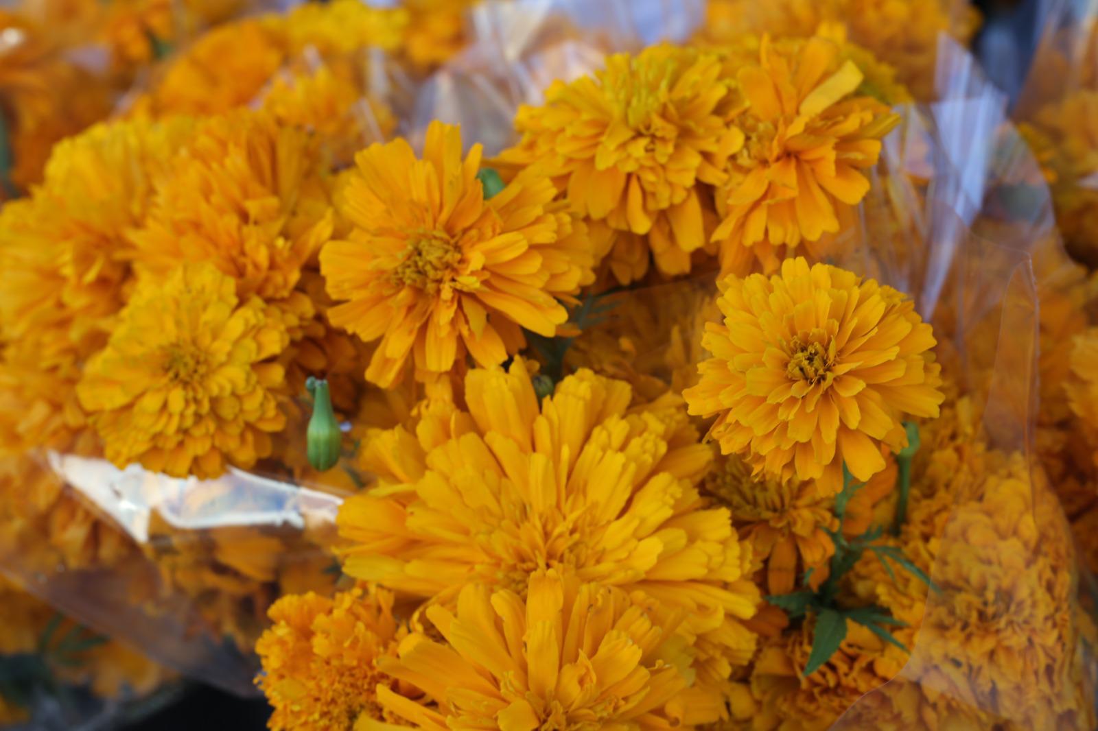 $!Vendedores de flores en Mazatlán esperan aumento de ventas por el Día de Muertos