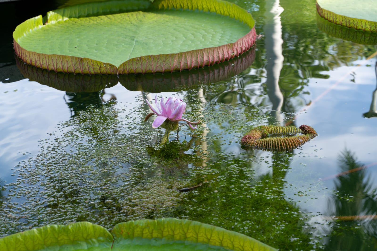 $!Exhíbe Jardín Botánico la planta acuática más grande del mundo