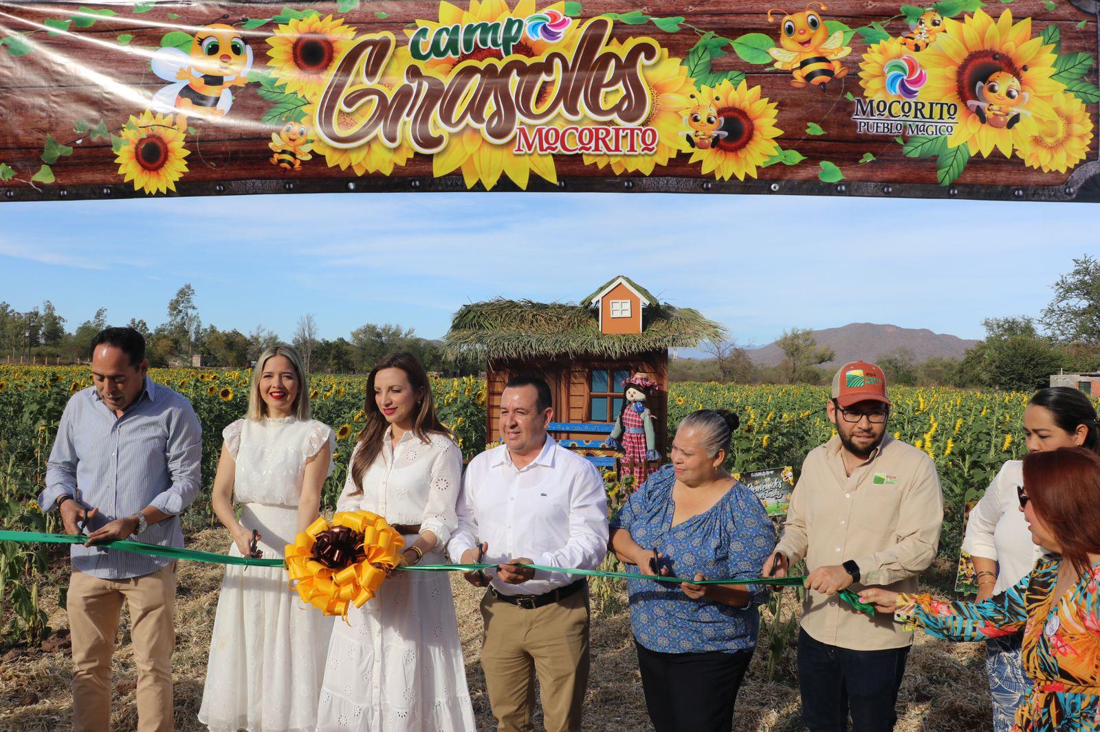 $!Llega la primavera al campo de girasoles en Mocorito; abren visitas