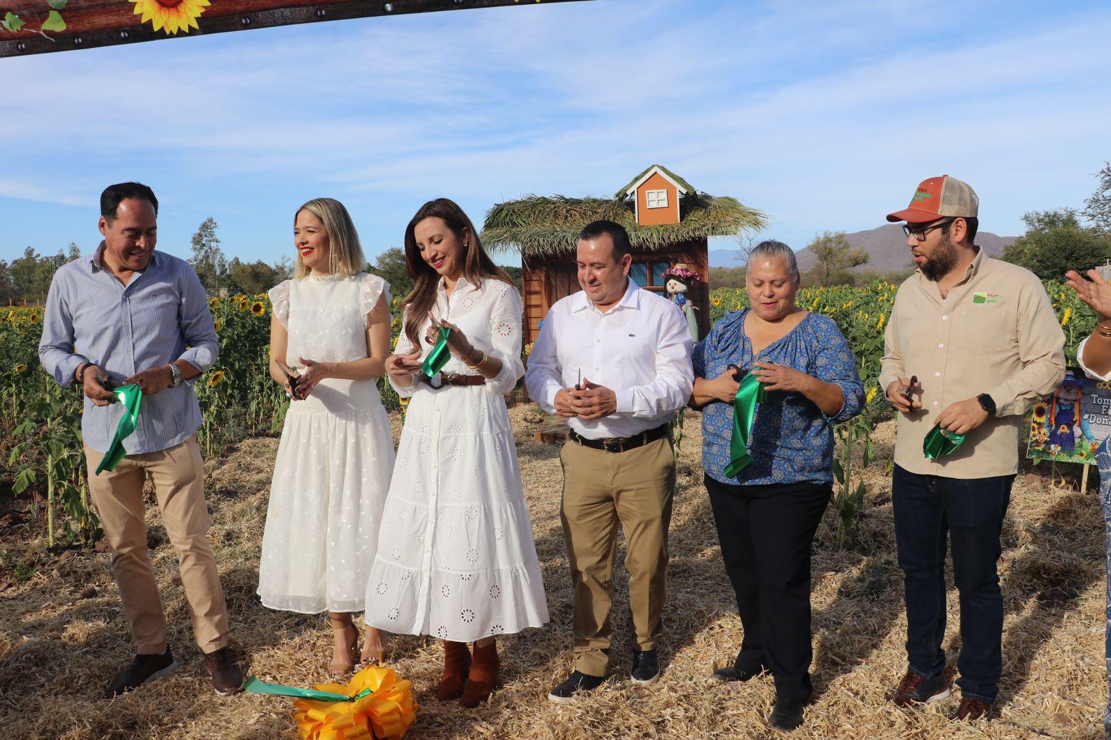 $!Llega la primavera al campo de girasoles en Mocorito; abren visitas