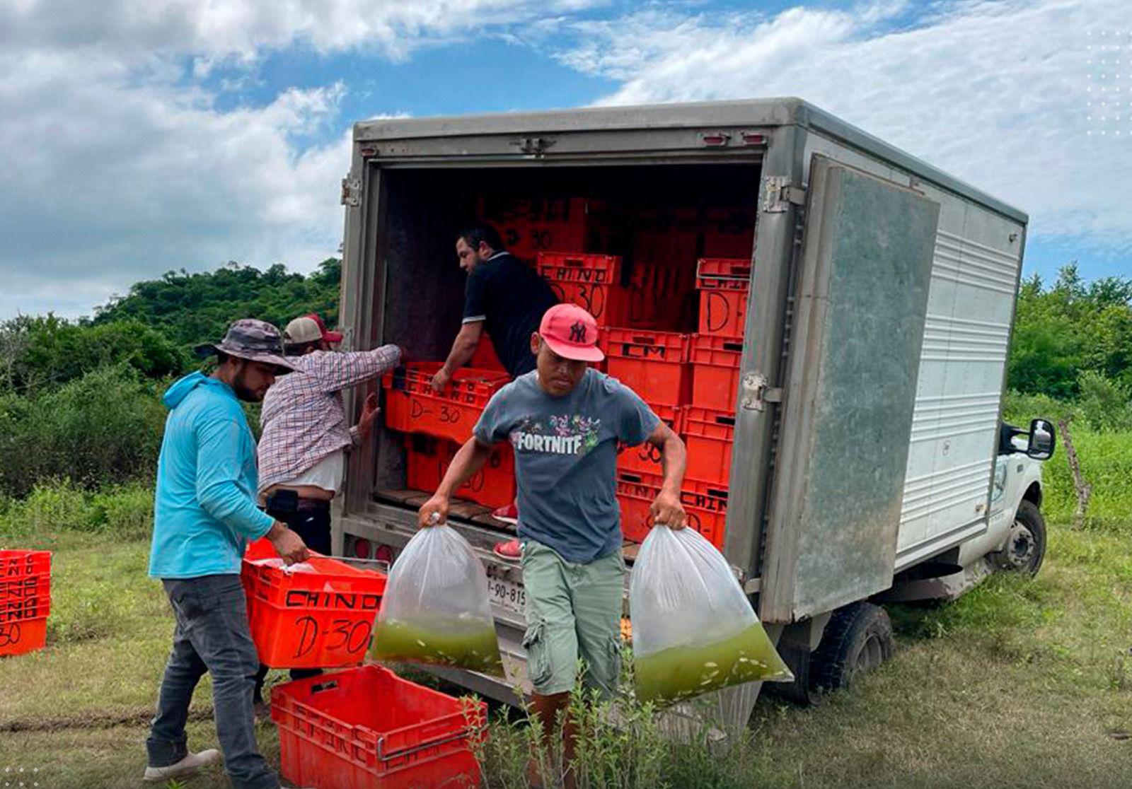 $!Siembran alevines de tilapia en la presa Agustina Ramírez ‘El Peñón’