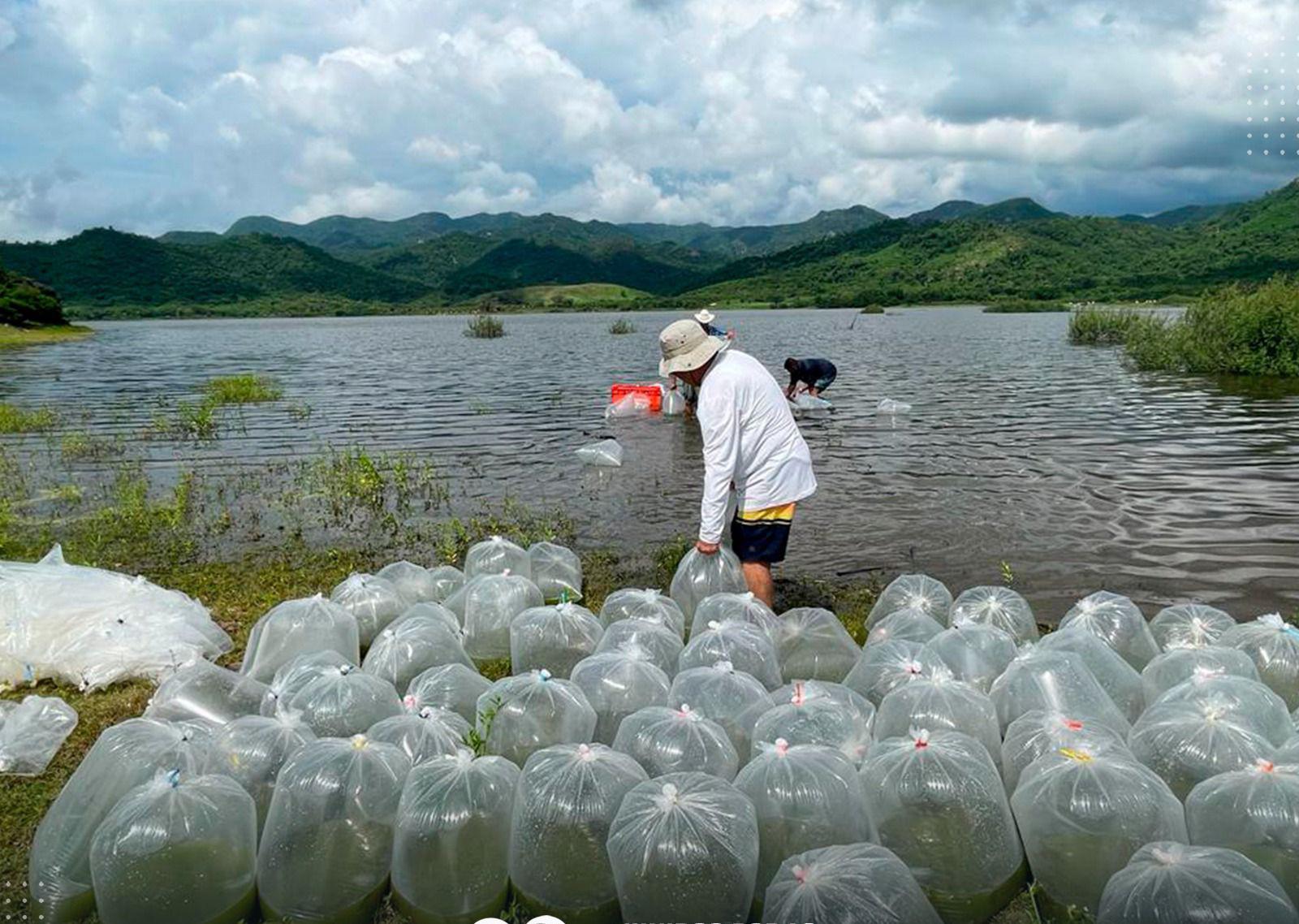 $!Siembran alevines de tilapia en la presa Agustina Ramírez ‘El Peñón’