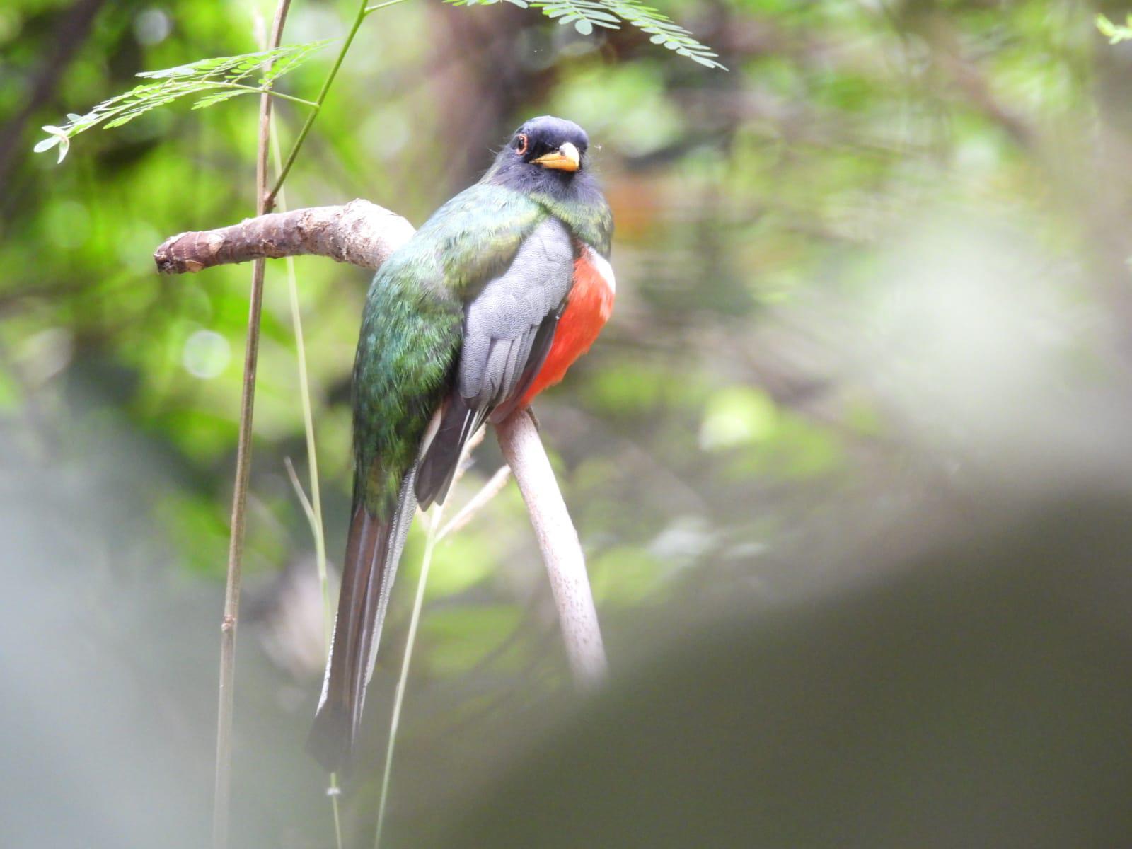 $!Jardín Botánico Culiacán y Parque Ecológico, el oasis de las aves migratorias