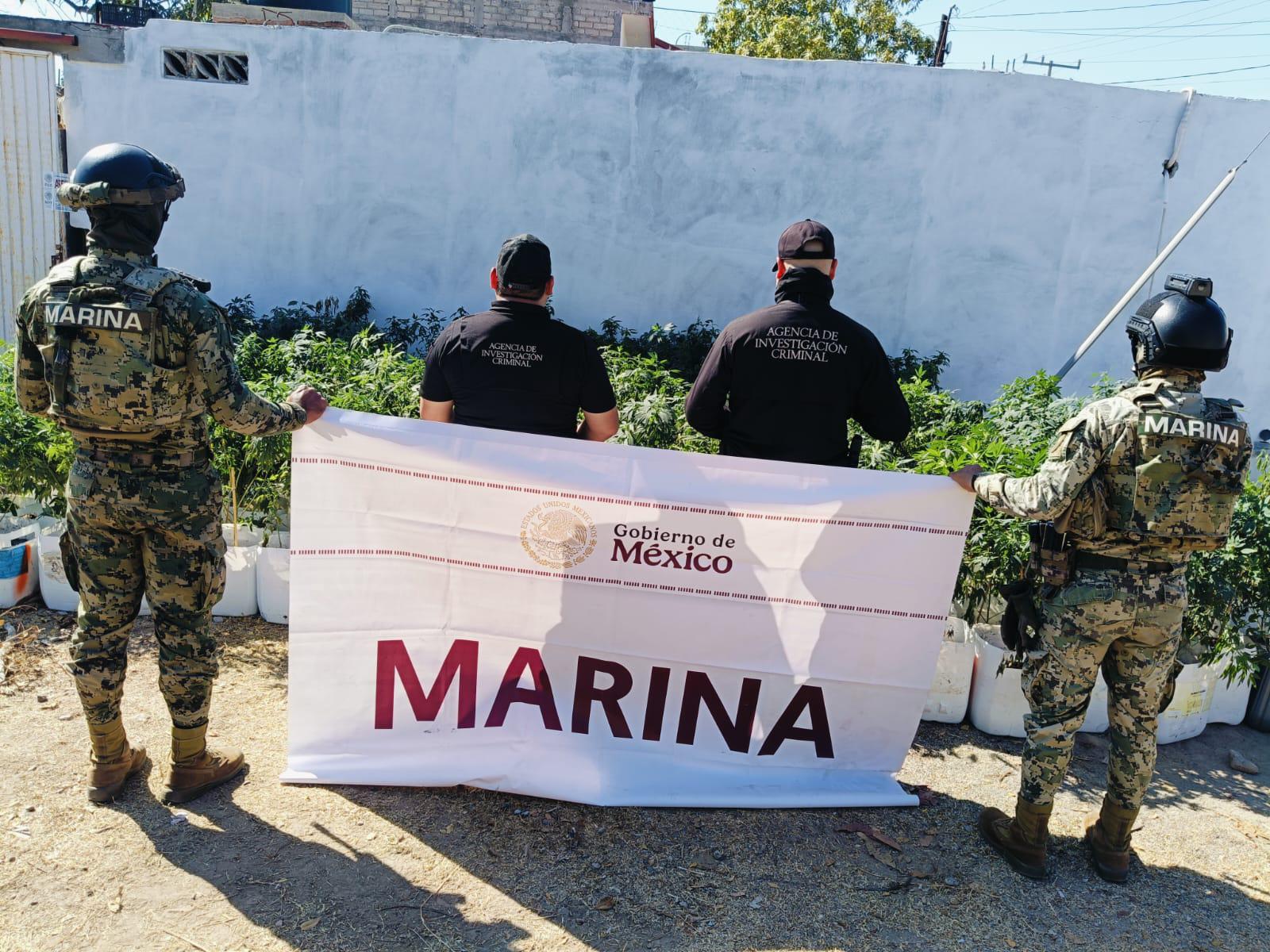 $!Aseguran macetas de mariguana en domicilio de Elota