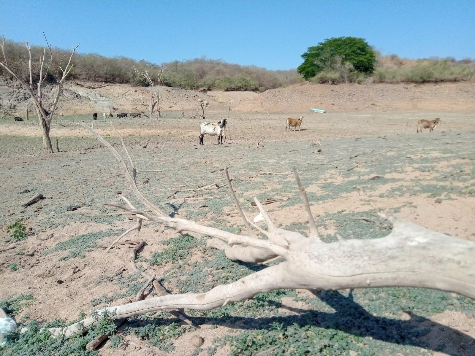 $!Y la sequía sigue aquí; a pesar de las lluvias la crisis hídrica se prolongará en Sinaloa