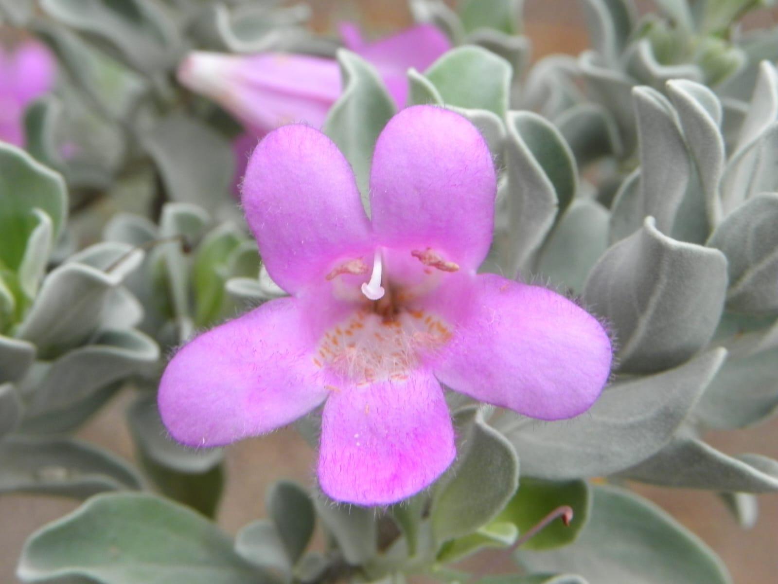 $!Cinco plantas del Jardín Botánico Culiacán que son las favoritas de los polinizadores