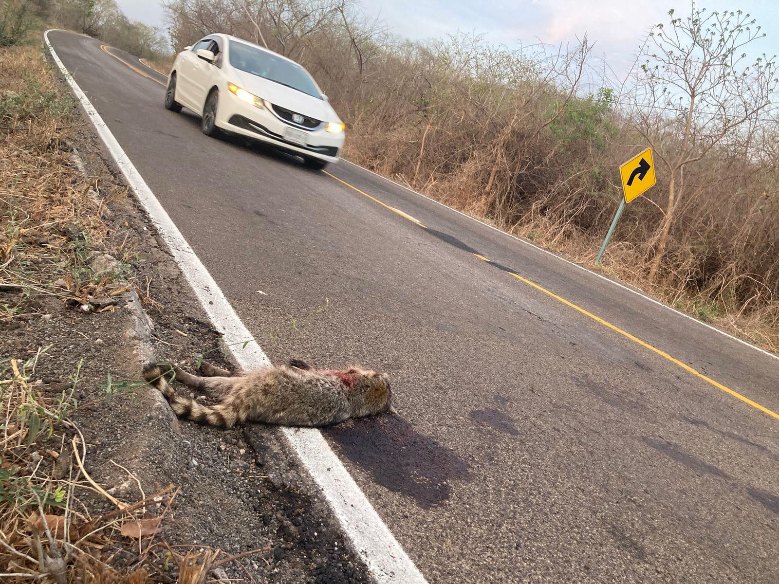 $!Preocupa a investigadores daño a la fauna en carreteras de Sinaloa