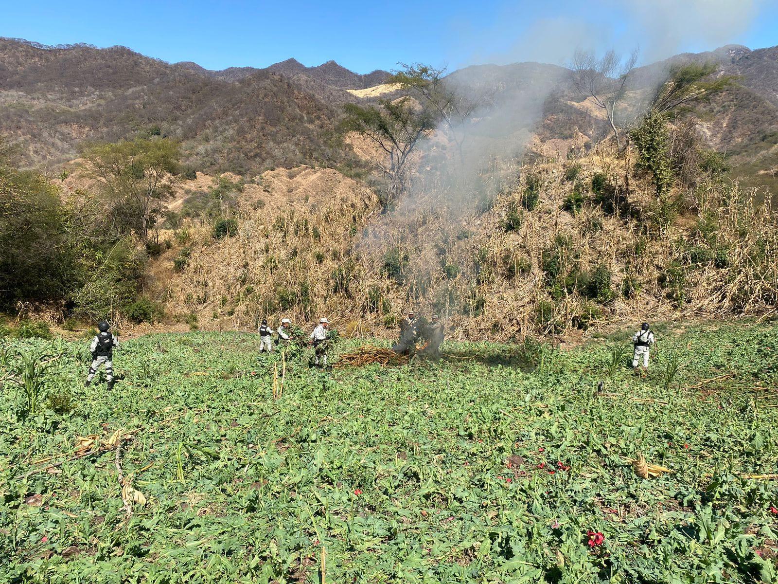 $!Guardia Nacional destruye cultivos de amapola en Durango