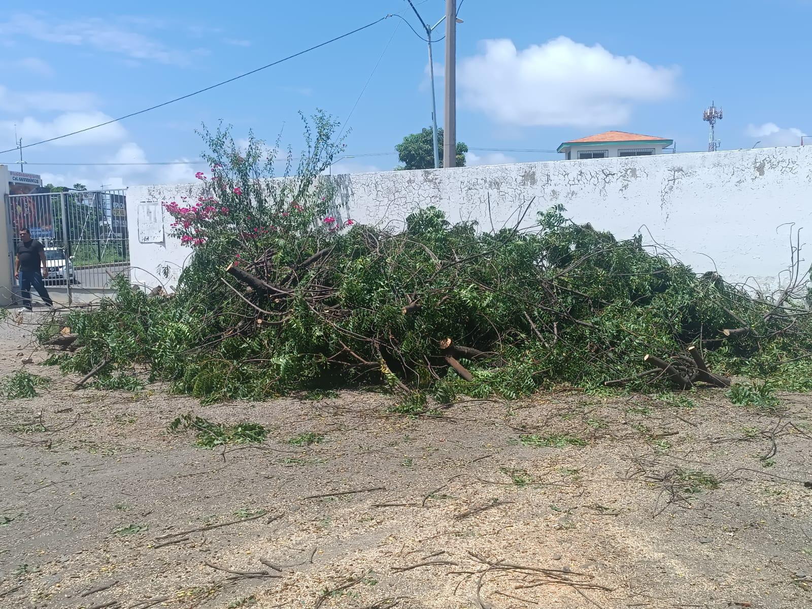 $!Maestra resulta lesionada tras caerle un árbol en secundaria en Mazatlán