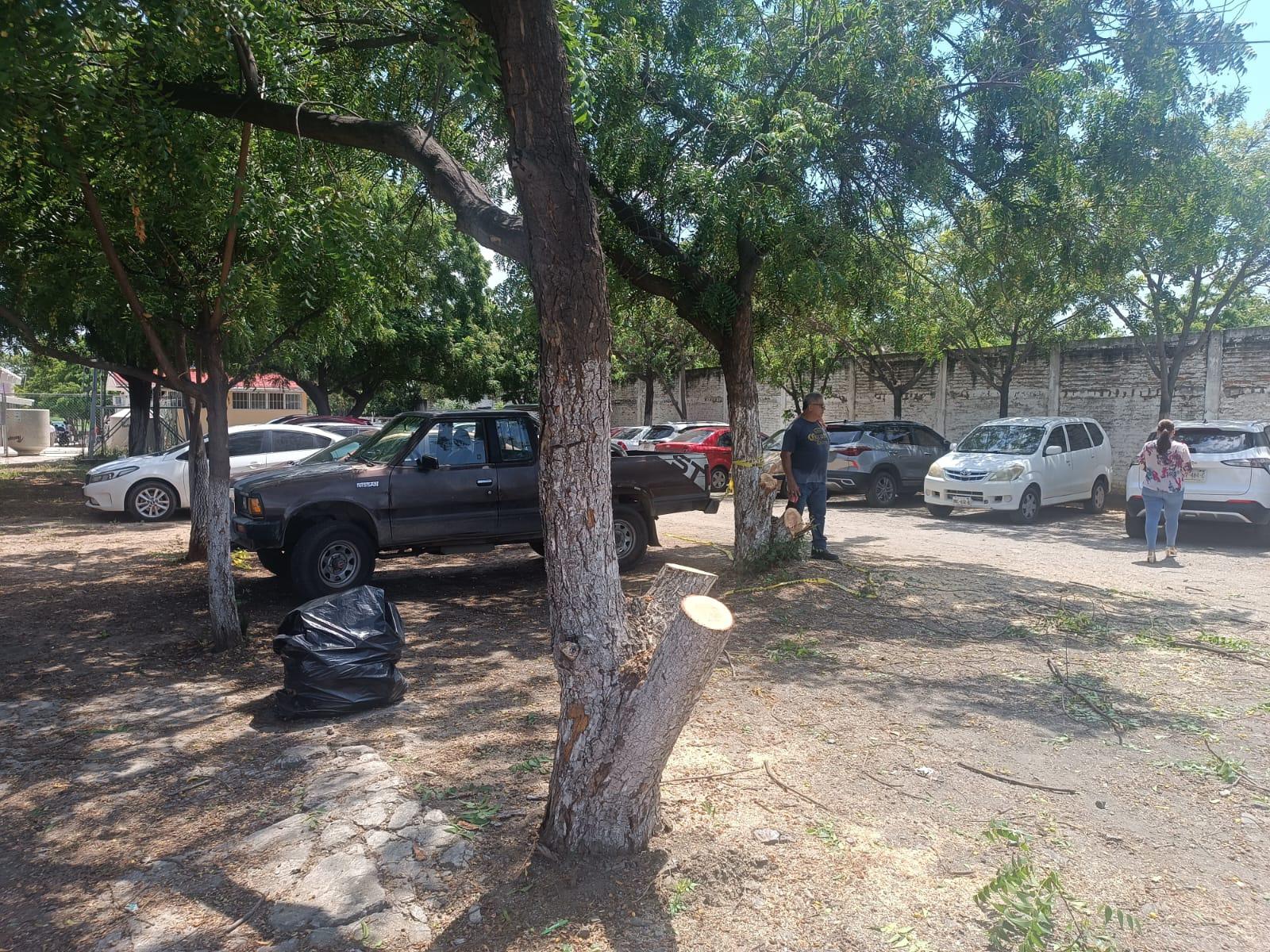 $!Maestra resulta lesionada tras caerle un árbol en secundaria en Mazatlán