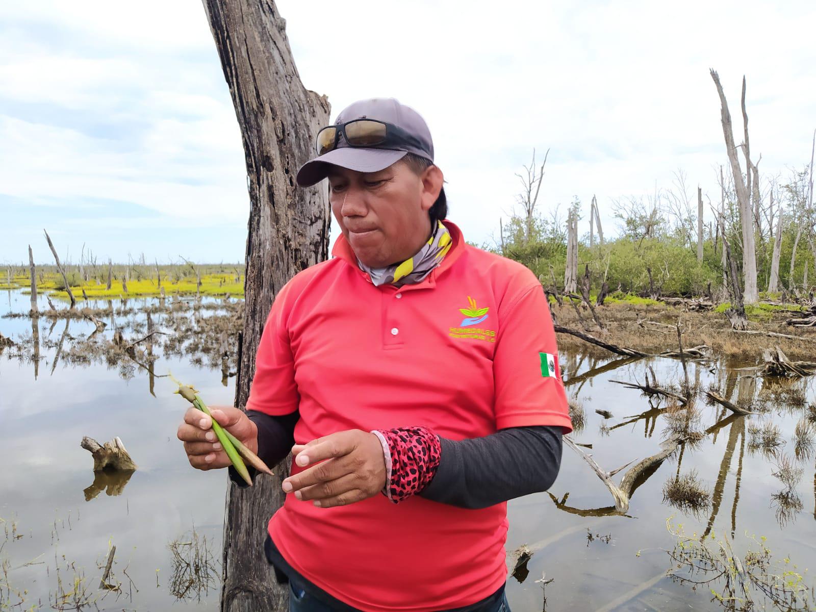 $!Recorren zonas donde se realiza un programa de reforestación de manglar en Escuinapa