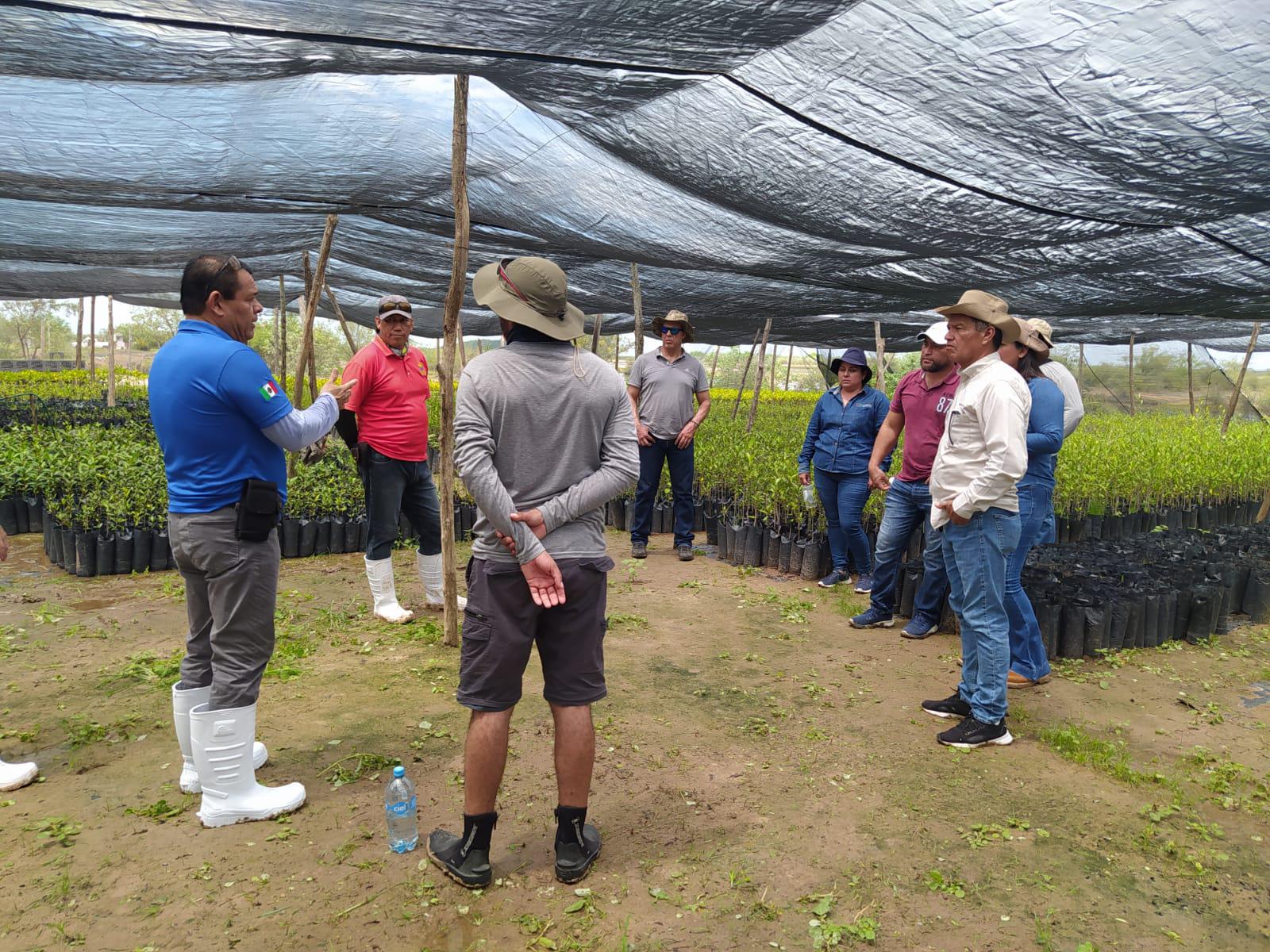 $!Recorren zonas donde se realiza un programa de reforestación de manglar en Escuinapa