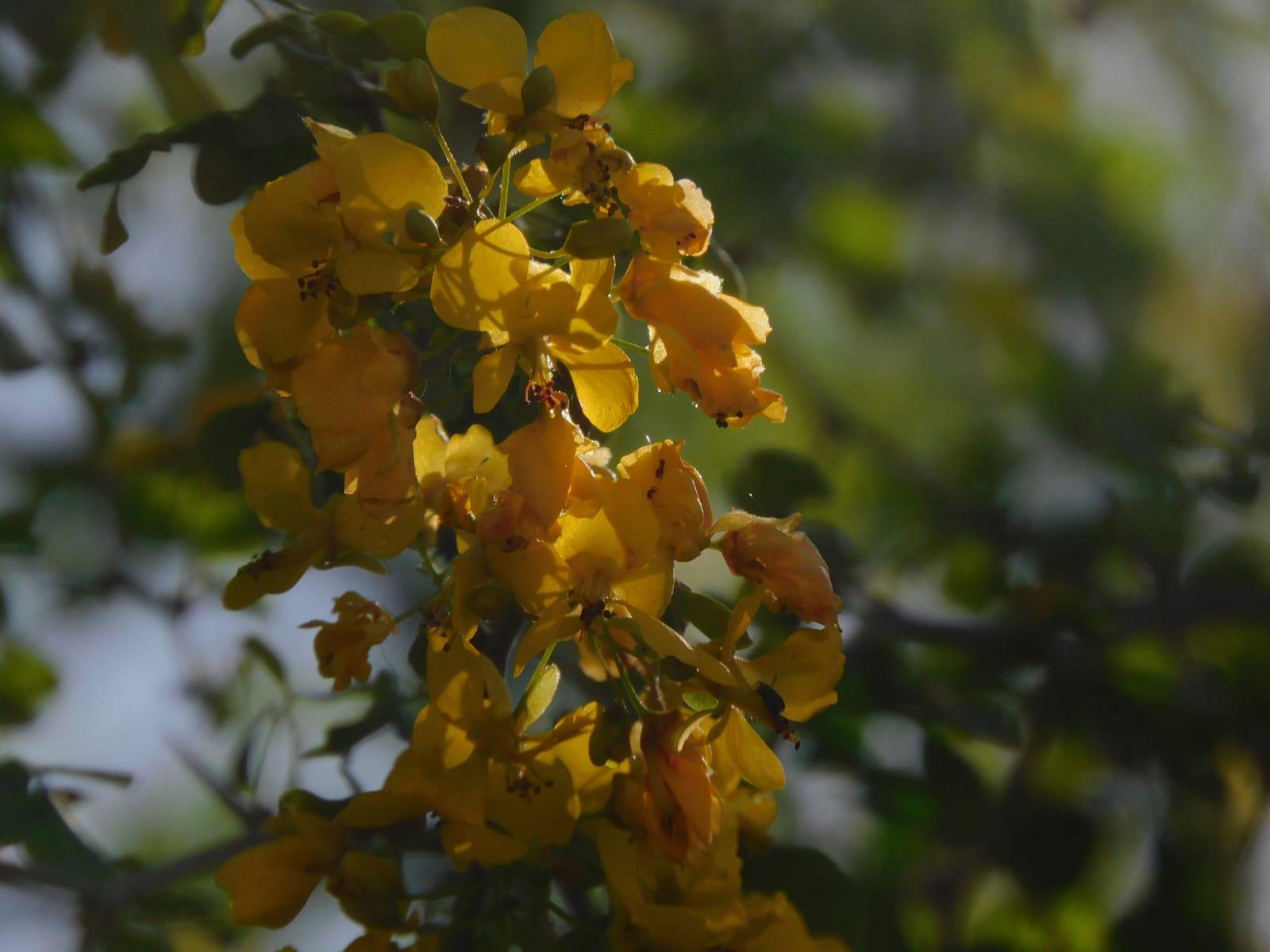 $!Cinco plantas del Jardín Botánico Culiacán que son las favoritas de los polinizadores