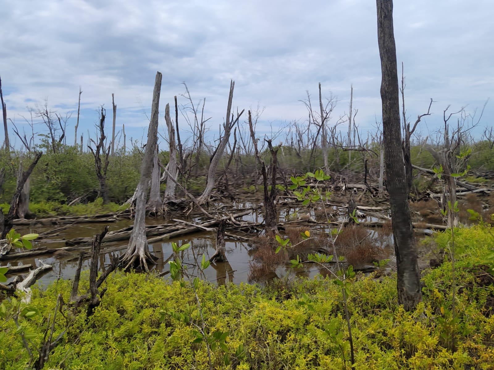 $!Recorren zonas donde se realiza un programa de reforestación de manglar en Escuinapa