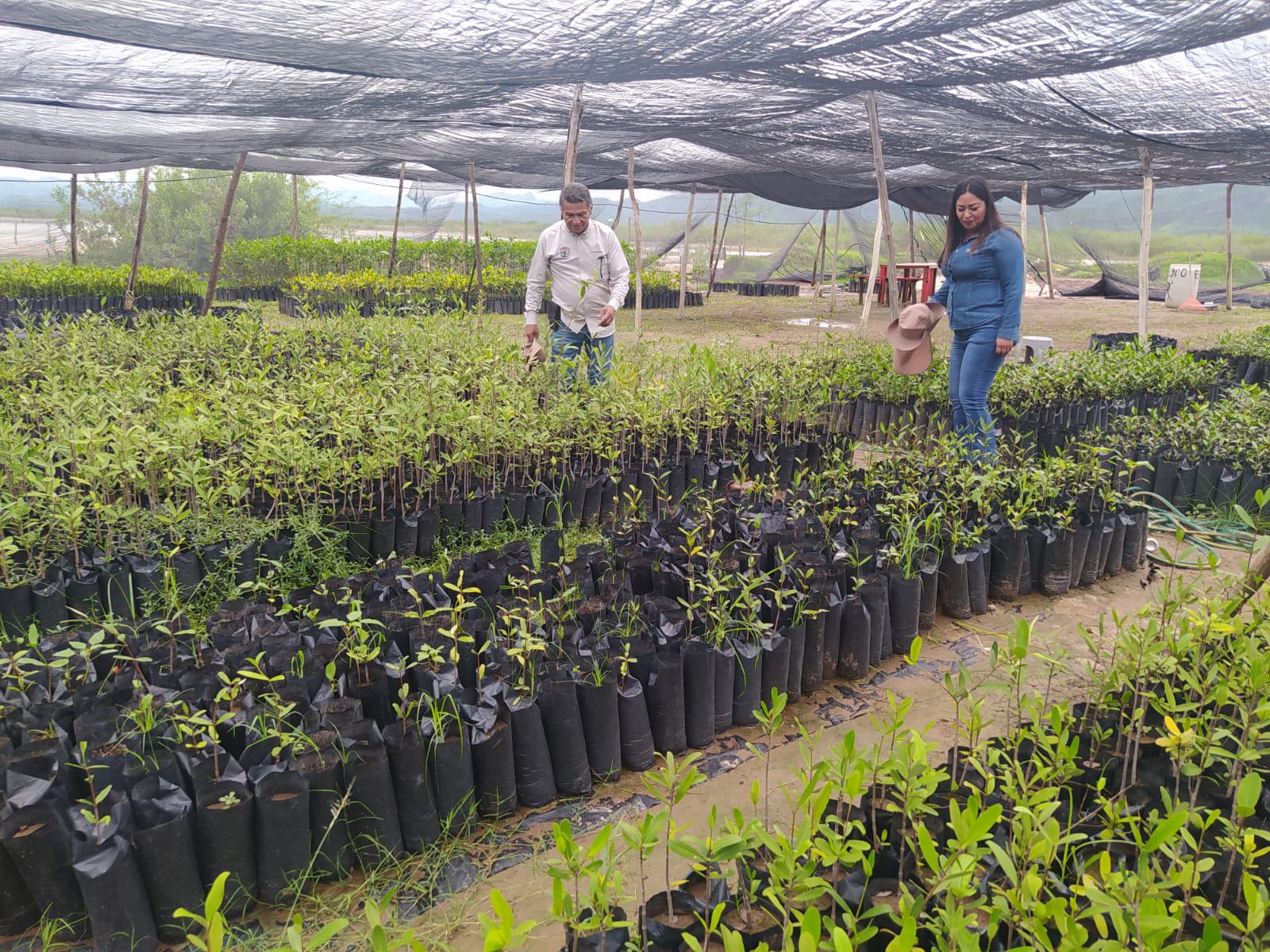 $!Recorren zonas donde se realiza un programa de reforestación de manglar en Escuinapa