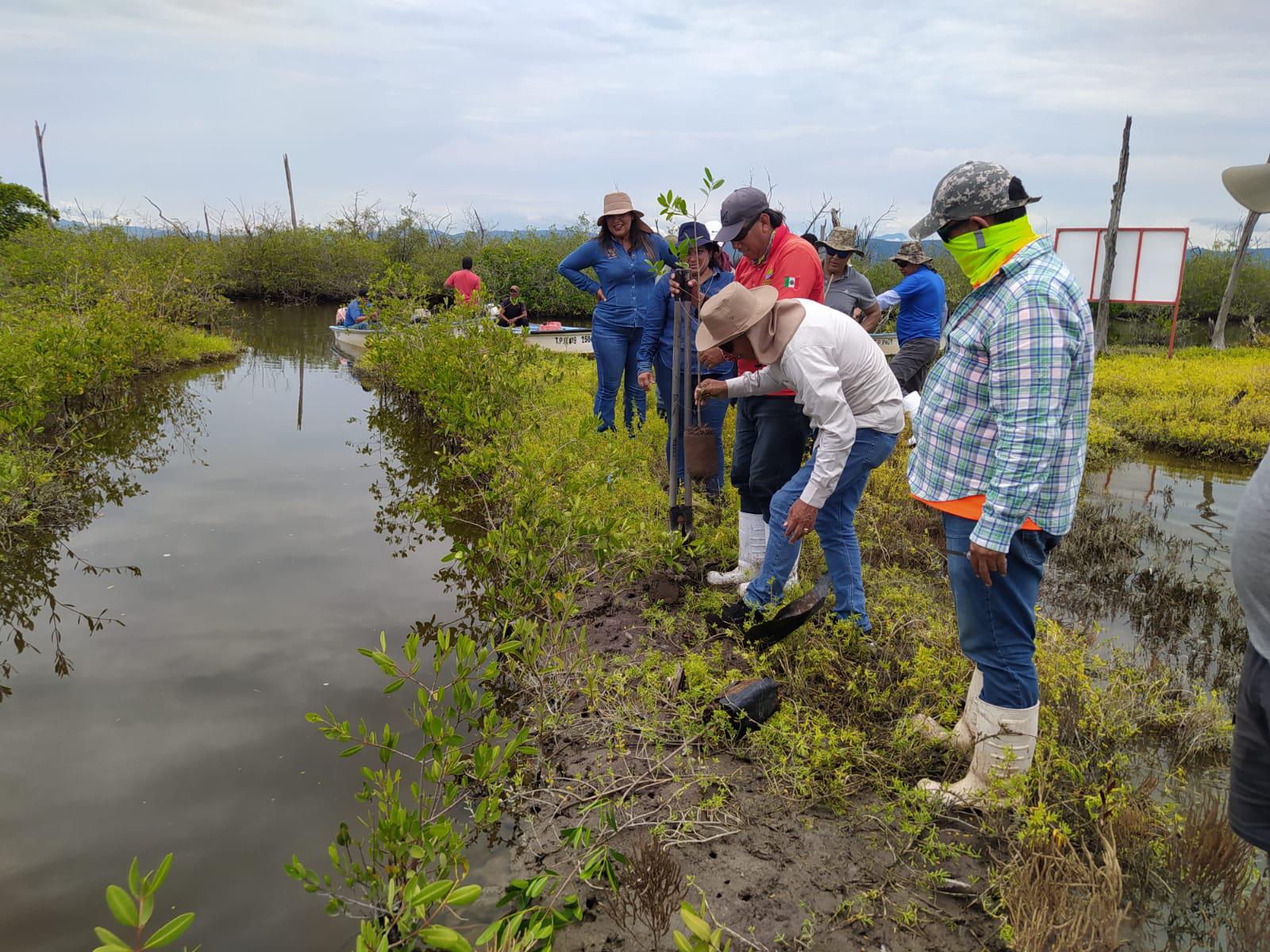 $!Recorren zonas donde se realiza un programa de reforestación de manglar en Escuinapa