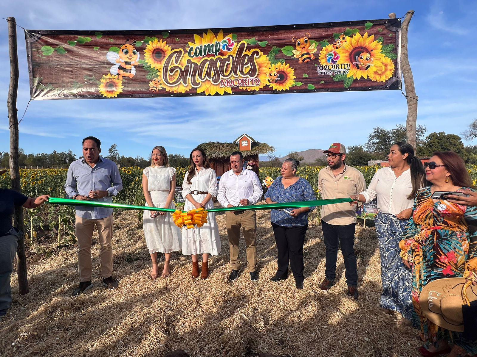 $!Llega la primavera al campo de girasoles en Mocorito; abren visitas