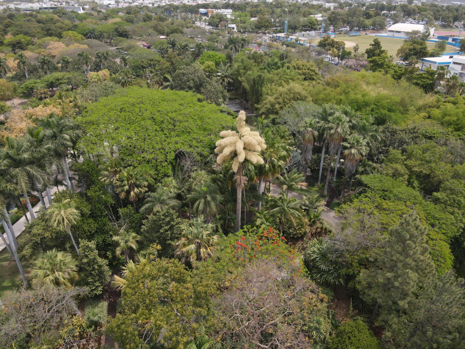 $!Tras 40 años, palma Talipot florece en Culiacán; es la primera en todo México