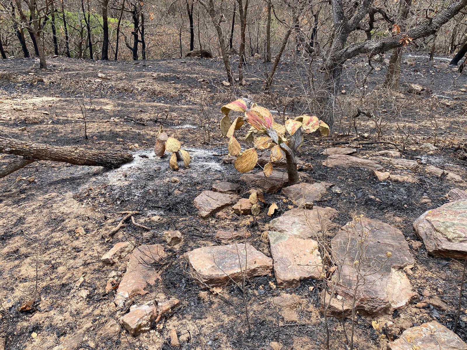 $!Sinaloa ha perdido más de 2 mil hectáreas de bosques por incendios en 2023