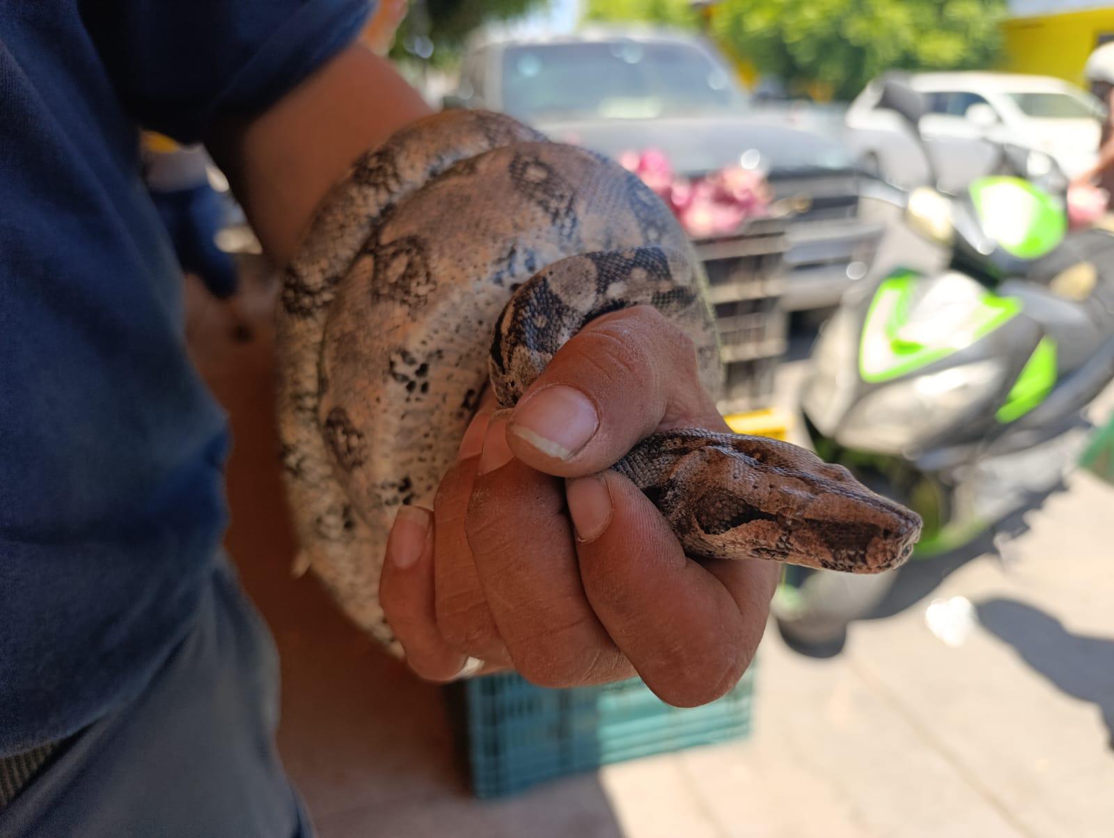 $!Capturan en Escuinapa una culebra ilamacoa cerca del Palacio Municipal