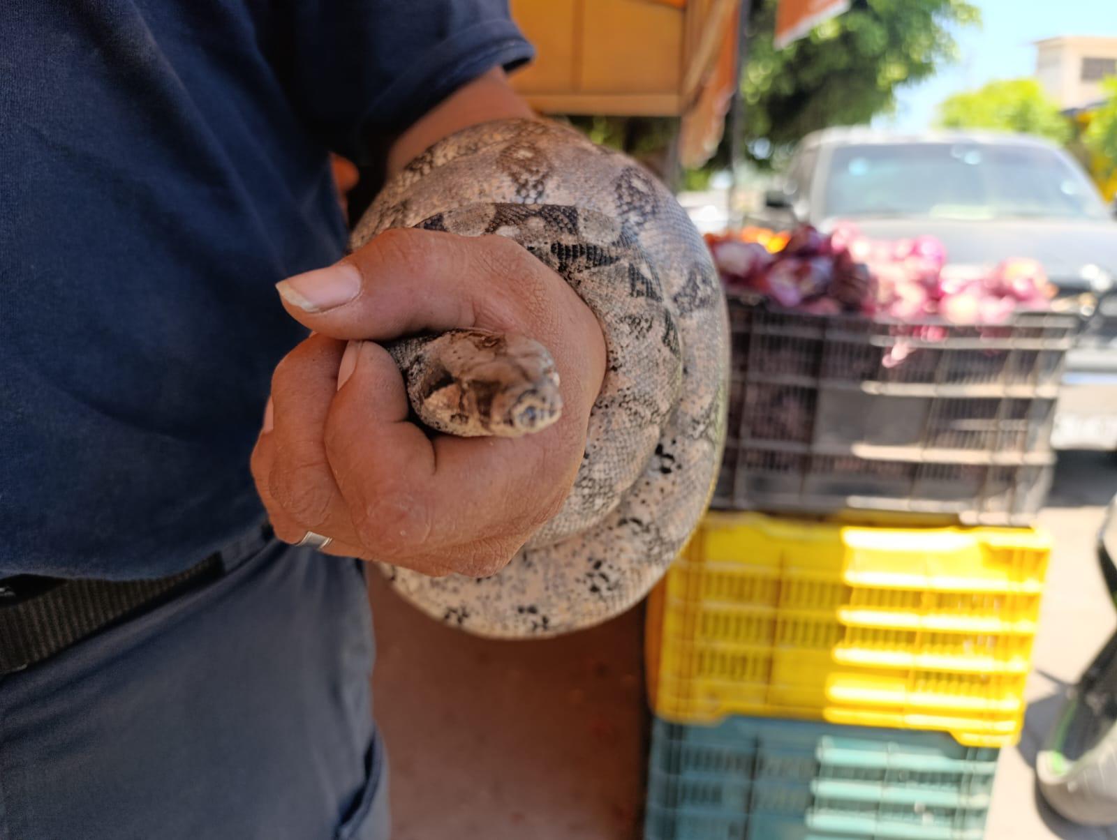 $!Capturan en Escuinapa una culebra ilamacoa cerca del Palacio Municipal