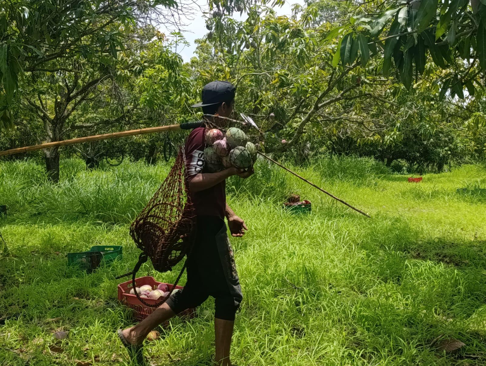 $!El mango de Escuinapa, un corte especial para llegar hasta Japón