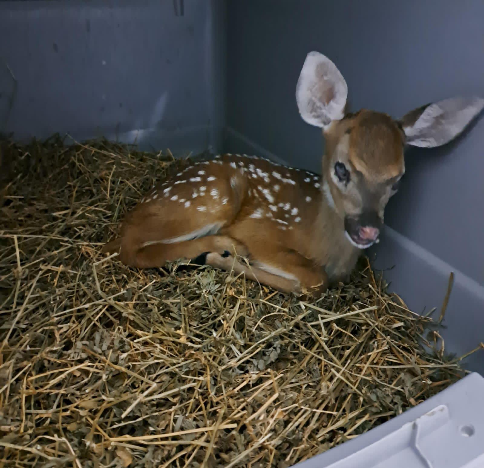 $!‘Bambina’, ciega y con labio leporino, cumple 3 meses en el en Gran Acuario Mazatlán