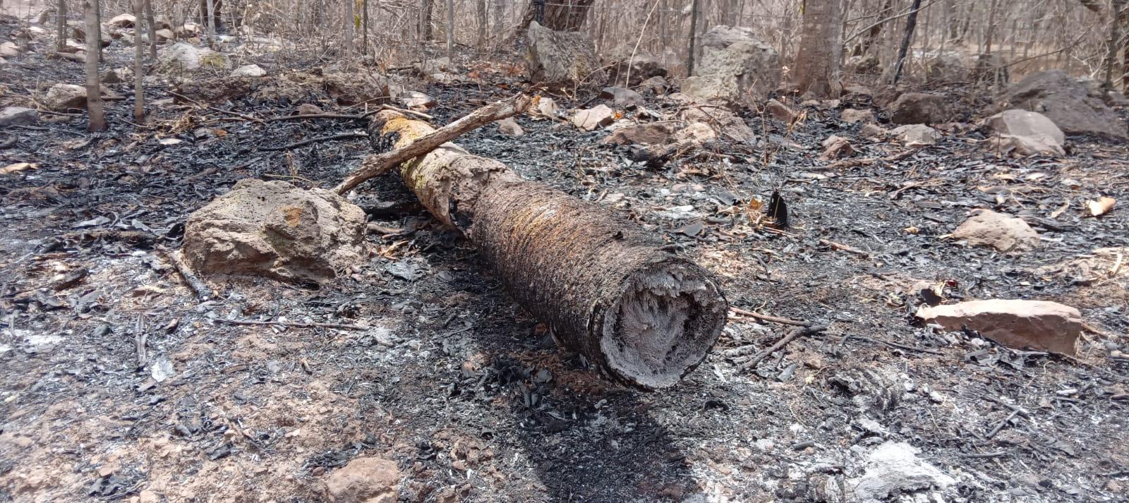 $!Sinaloa ha perdido más de 2 mil hectáreas de bosques por incendios en 2023