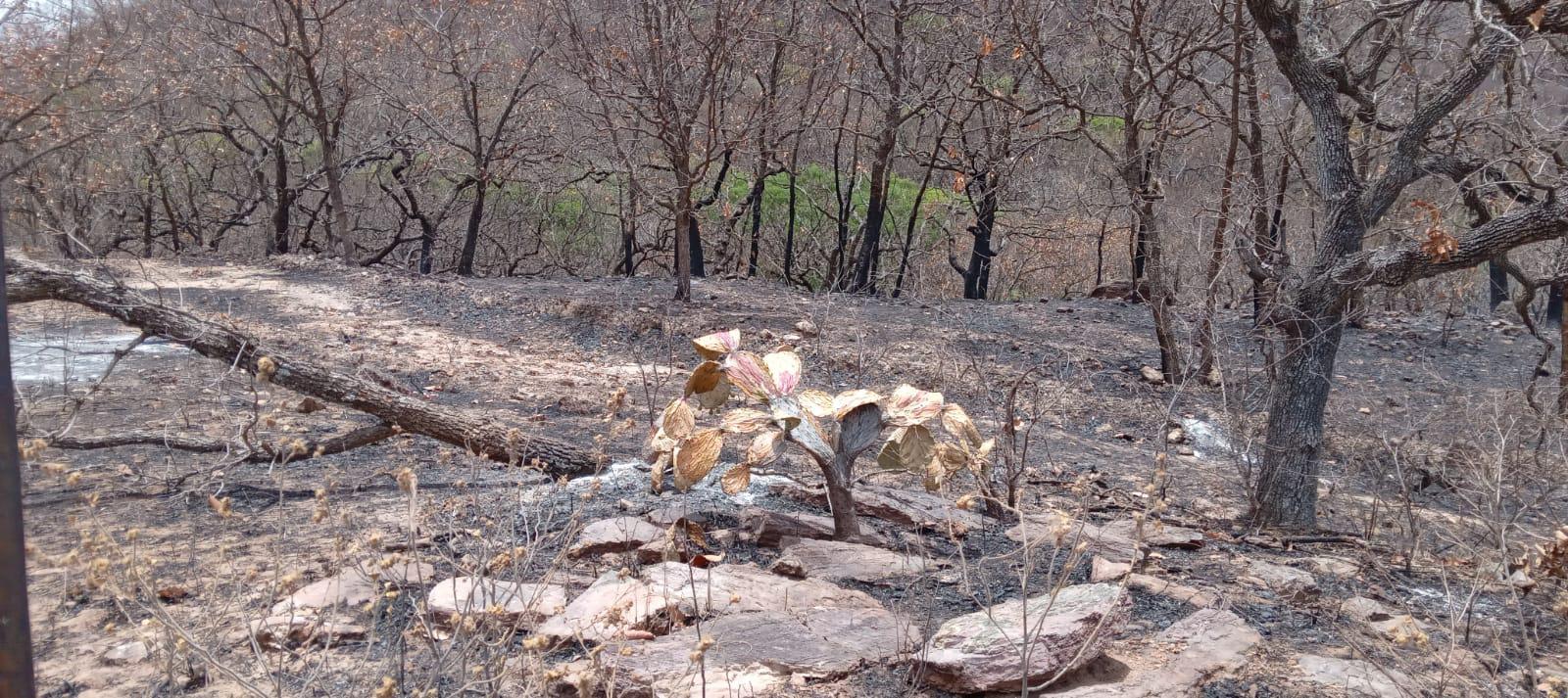 $!Sinaloa ha perdido más de 2 mil hectáreas de bosques por incendios en 2023