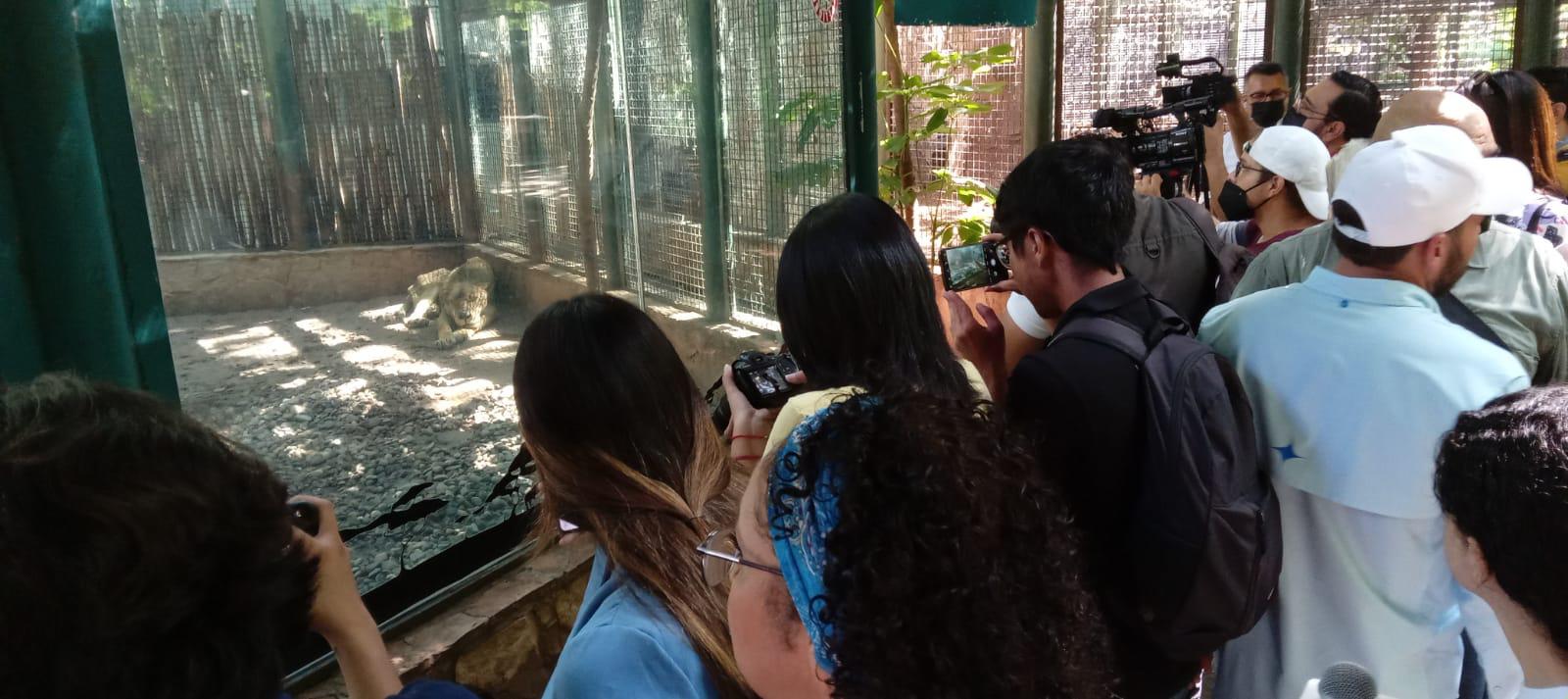 $!Arriban a Culiacán 32 felinos rescatados del santuario Black Jaguar