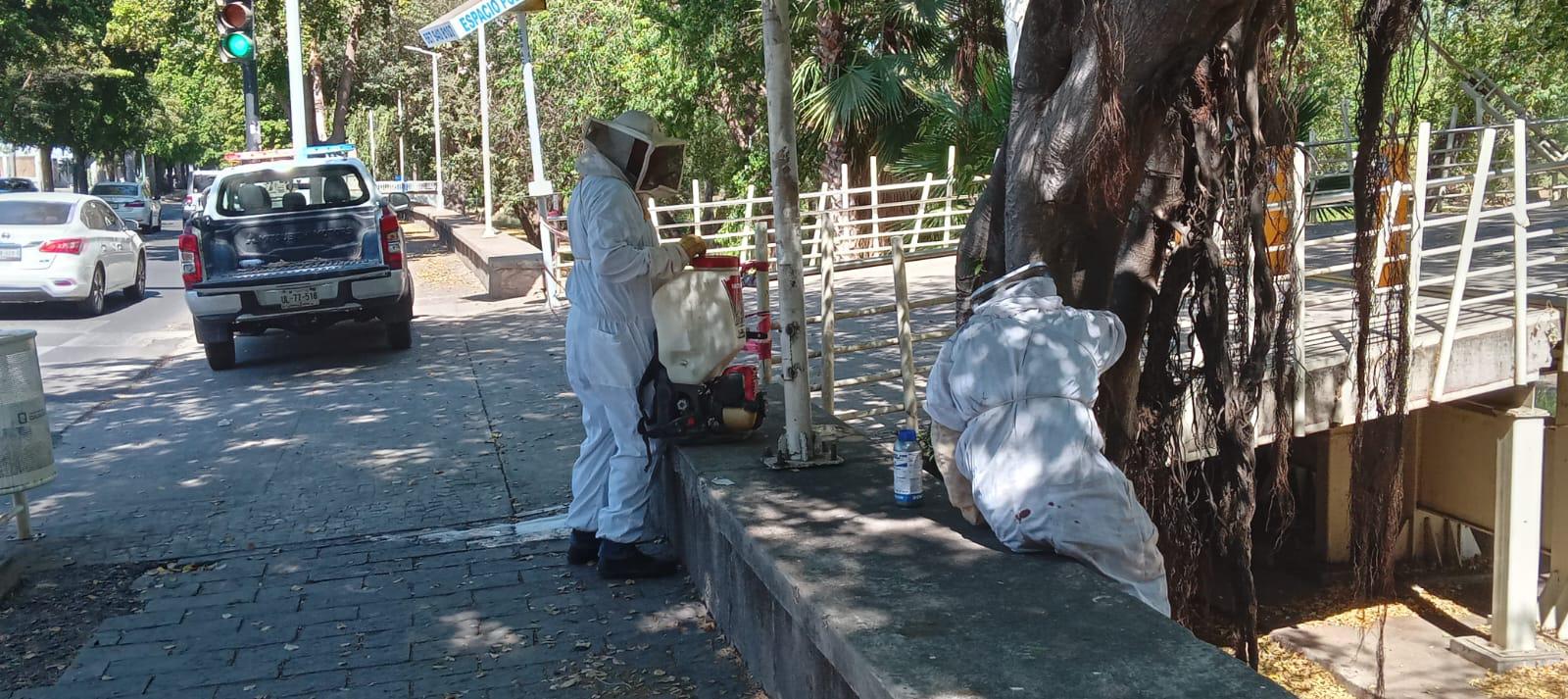 $!Tras casi cuatro horas, Protección Civil logra controlar enjambre de abejas que acechaba el puente bimodal